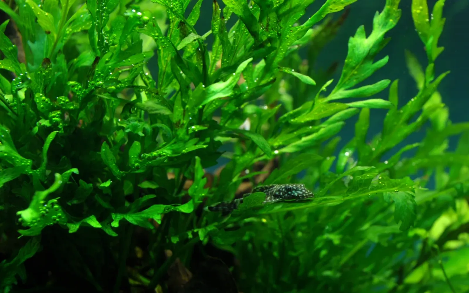 Close Up von Bolbitis heudelotii auf Wurzel groß