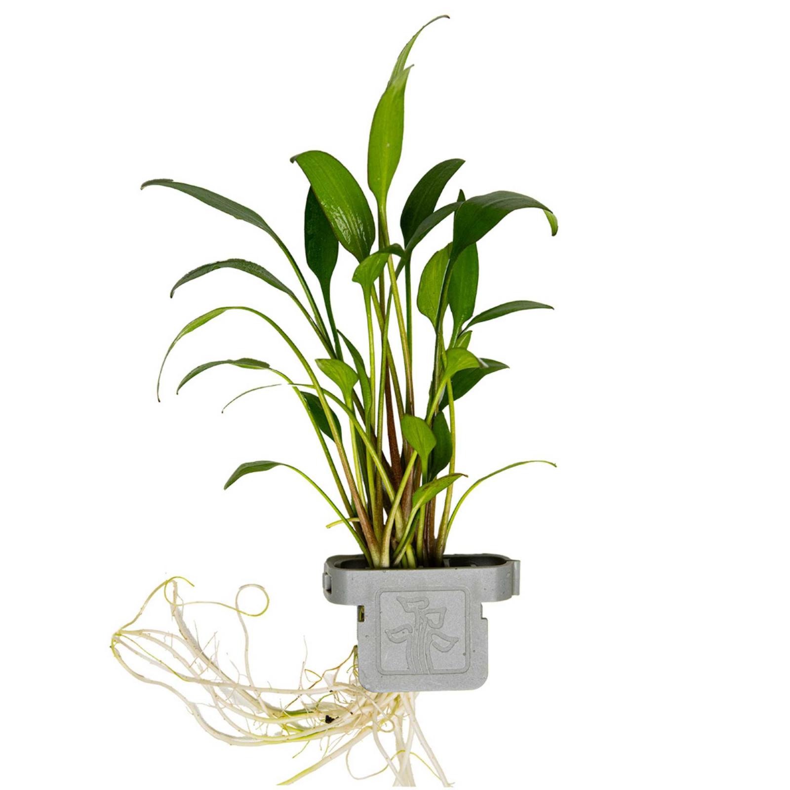 Willis Wasserkelch - Cryptocoryne x willisii, in der Verpackung.