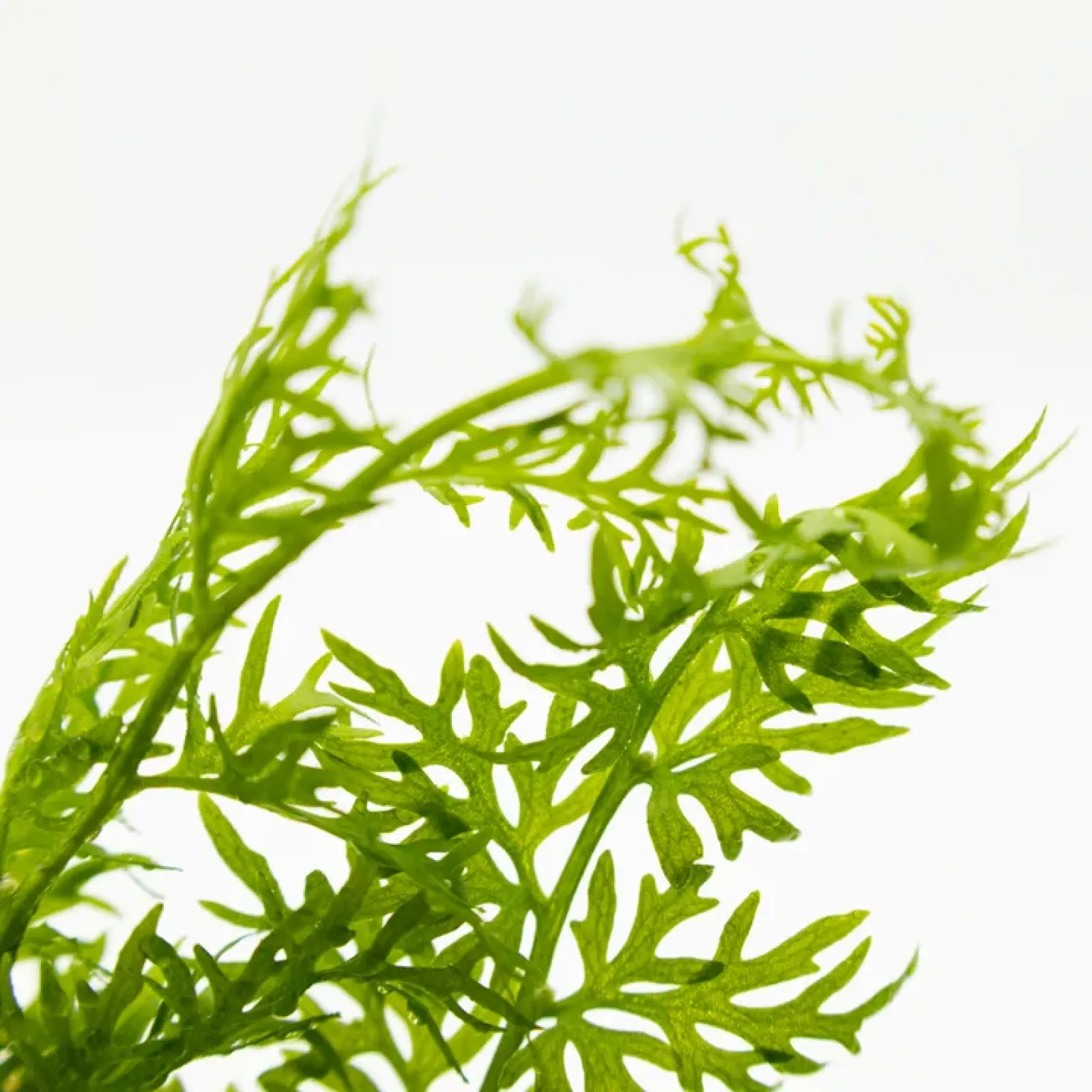 Close Up von Ceratopteris thalictroides – Sumatrafarn
