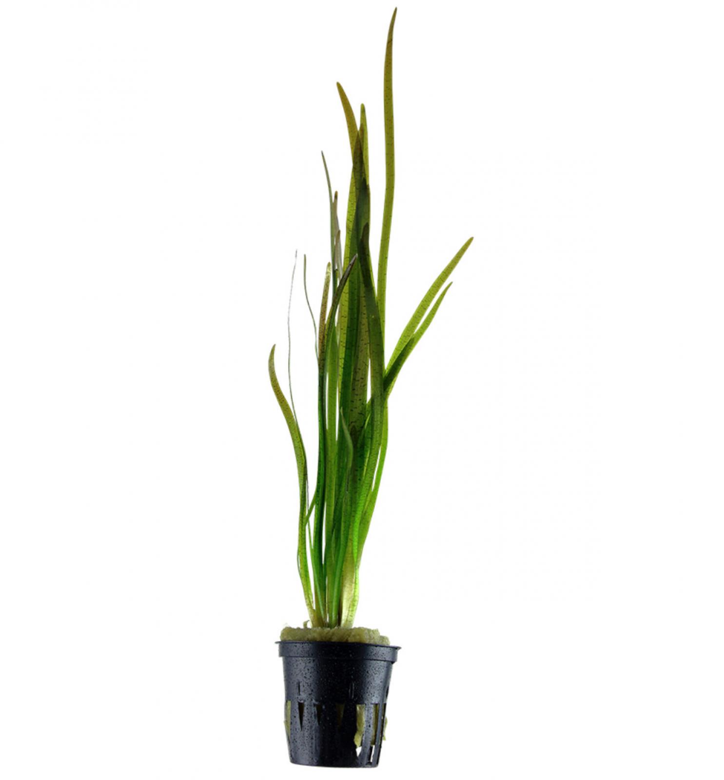 Tiger-Vallisnerie – Vallisneria spiralis 'Tiger'