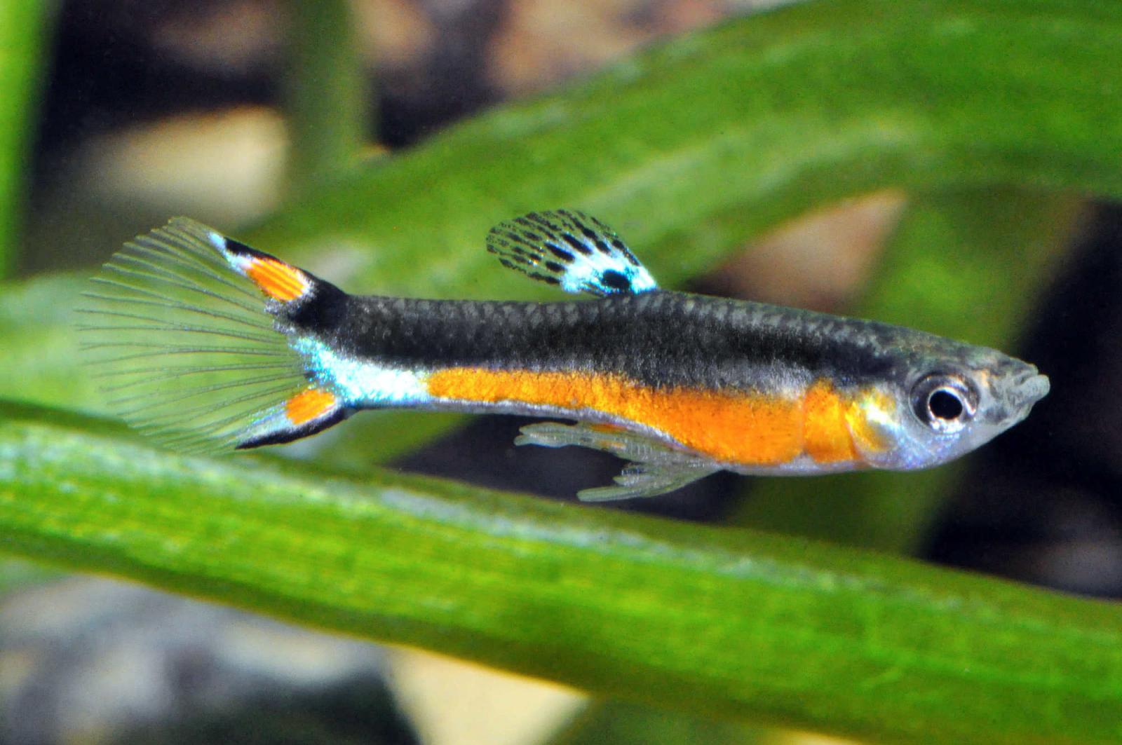 Endler Guppy, Santa Maria Bleeding Heart, Männchen im Aquarium