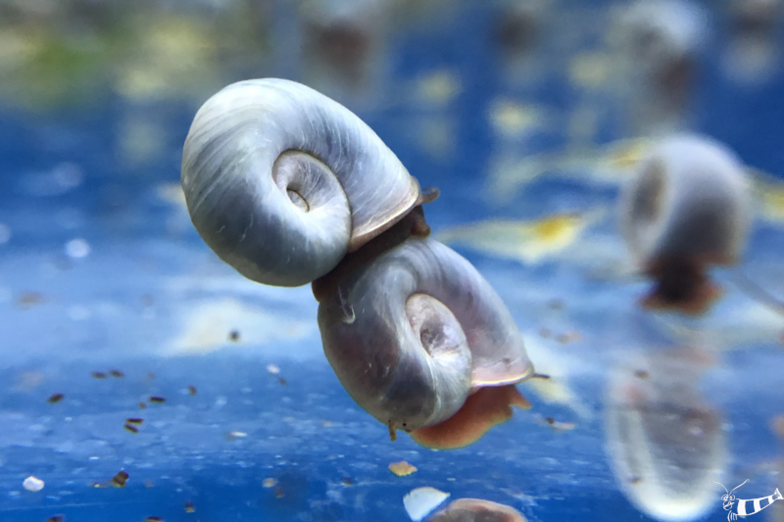 Blaue Posthornschnecke, Helisoma cf. anceps oder wie sie früher beschrieben wurde: Planorbella duryi