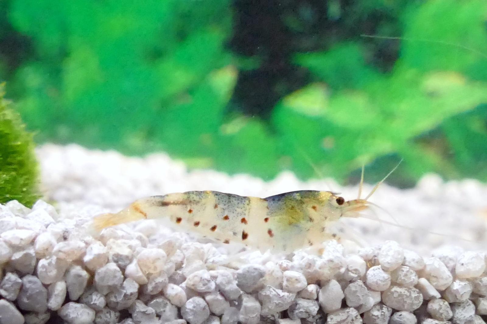 Princess Bee, Caridina haivanensis Deutsche Nachzucht
