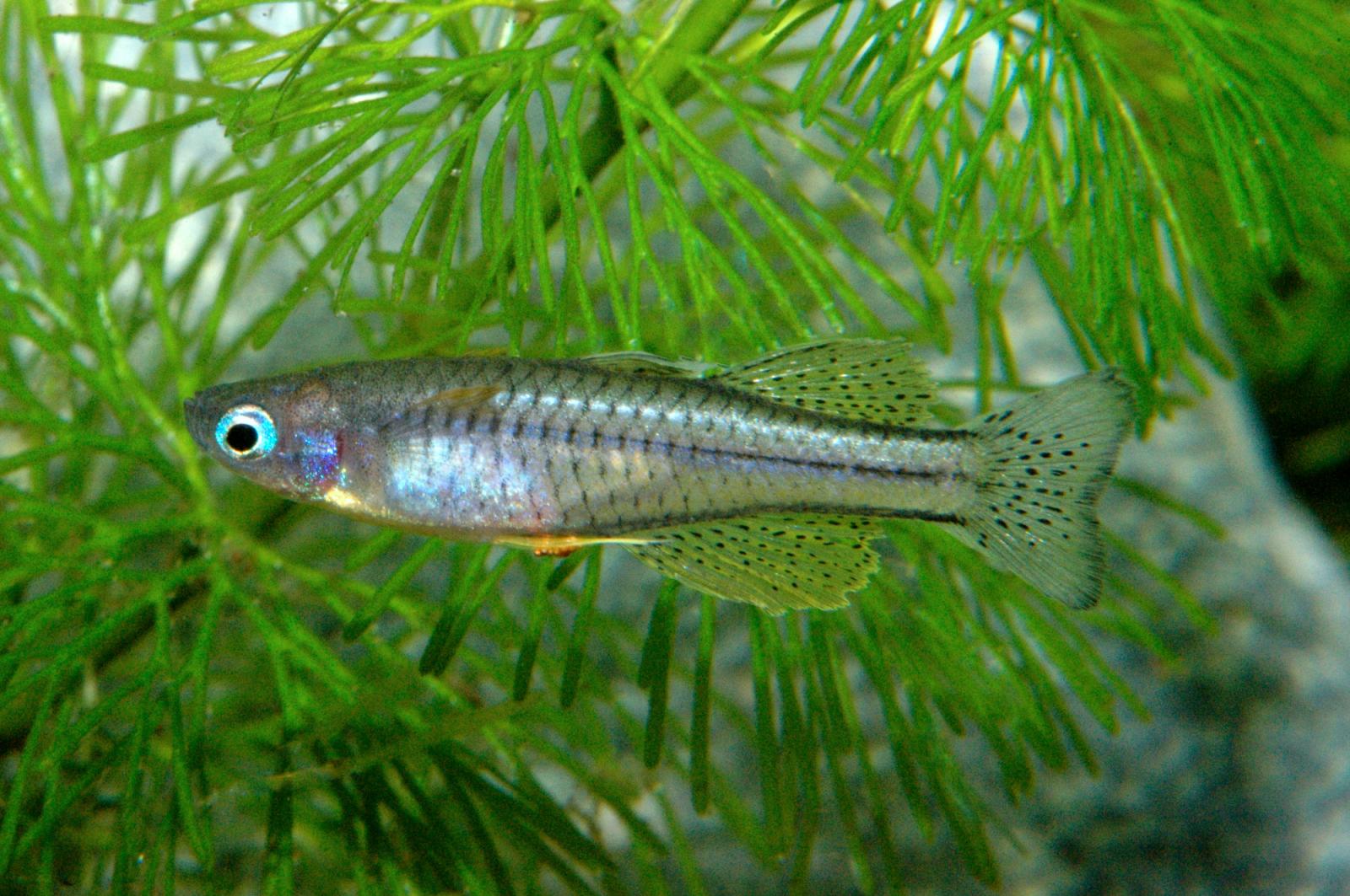Geflecktes oder gepunktetes Blauauge – Pseudomugil gertrudae, Weibchen im Aquarium