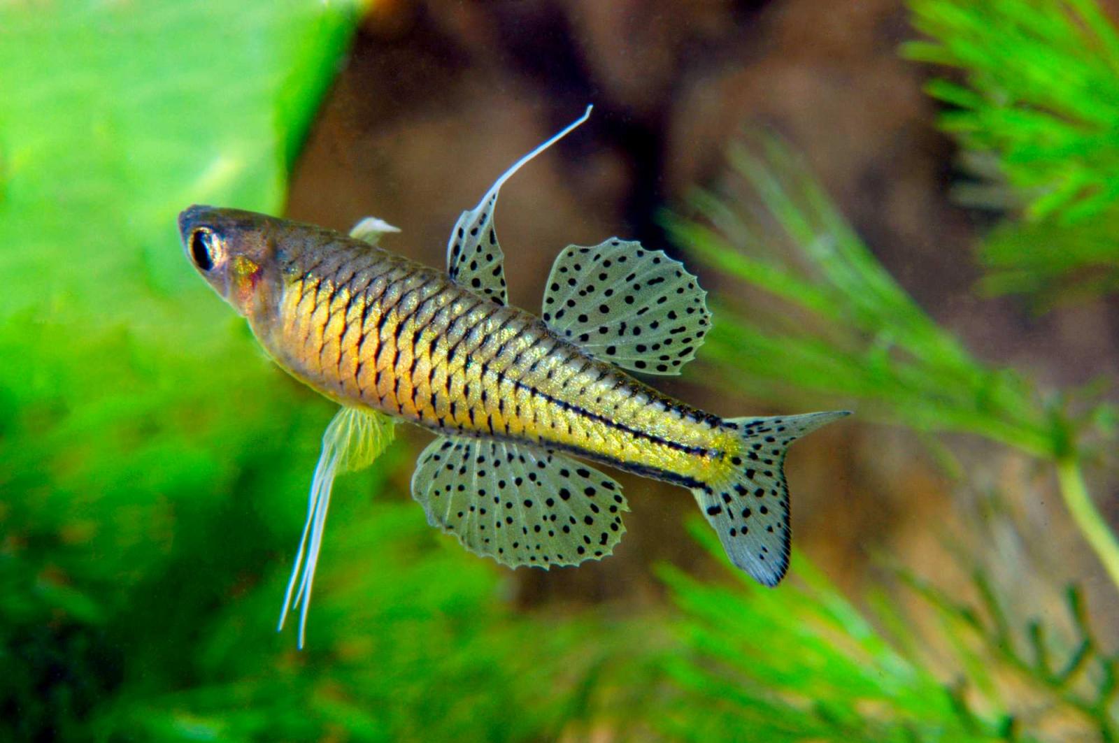 Geflecktes oder gepunktetes Blauauge – Pseudomugil gertrudae, drohendes Männchen