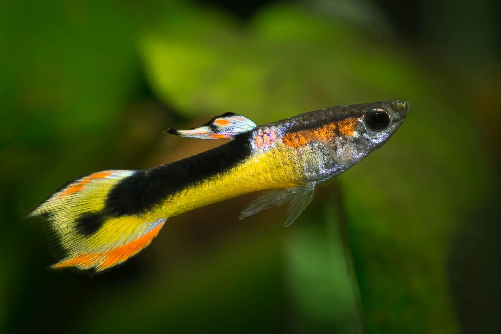 Red Chest Saddleback Endler Guppy - Poecilia wingei Männchen von der Seite