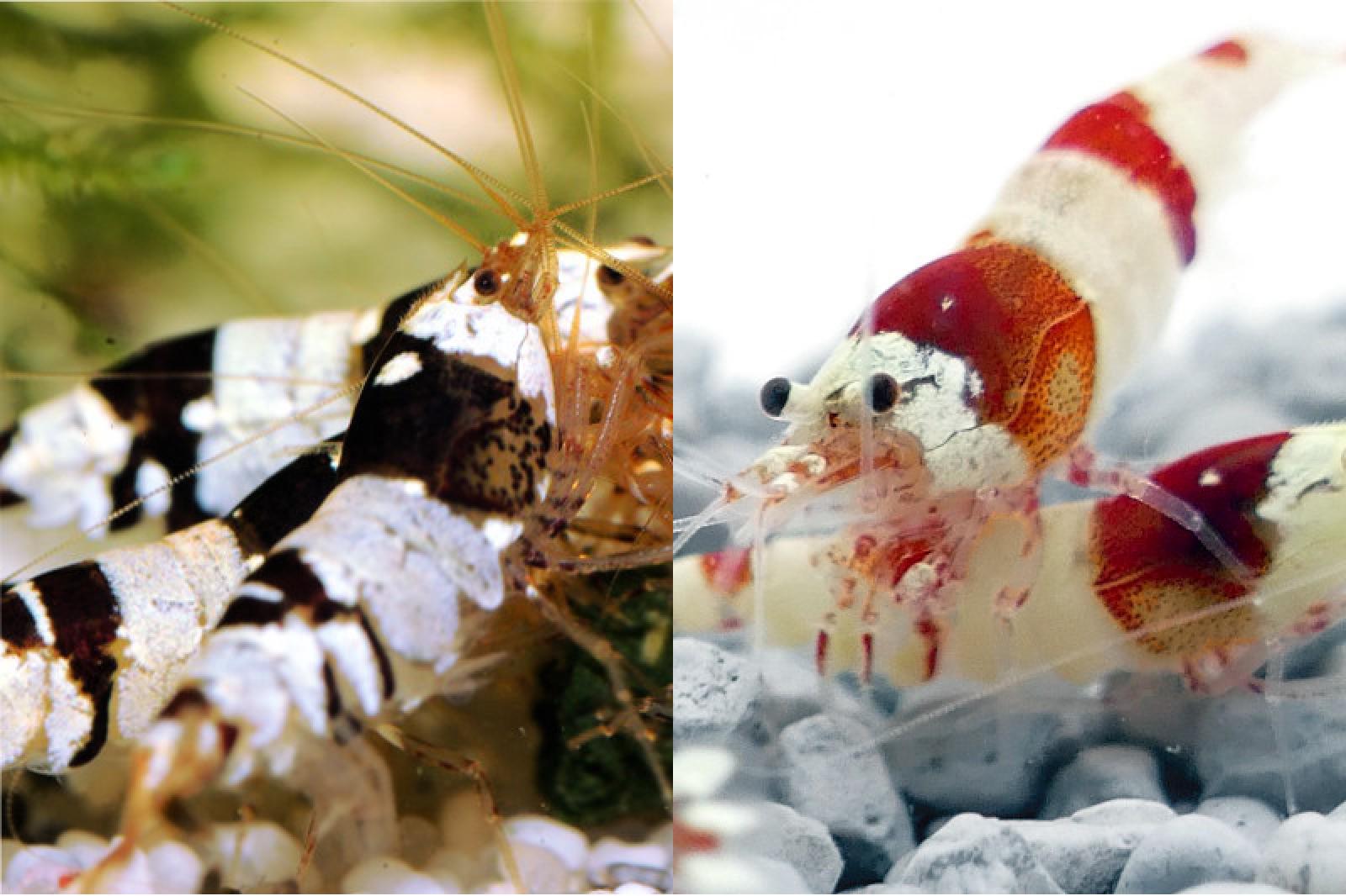 Red Bee und Black Bee im Portrait
