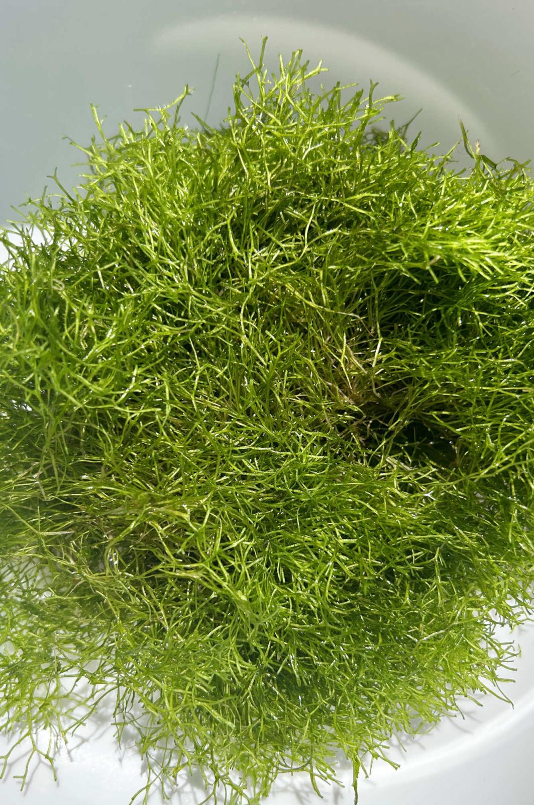 Teichlebermoos - Riccia fluitans, schönes, großes Pflanzenpolster.