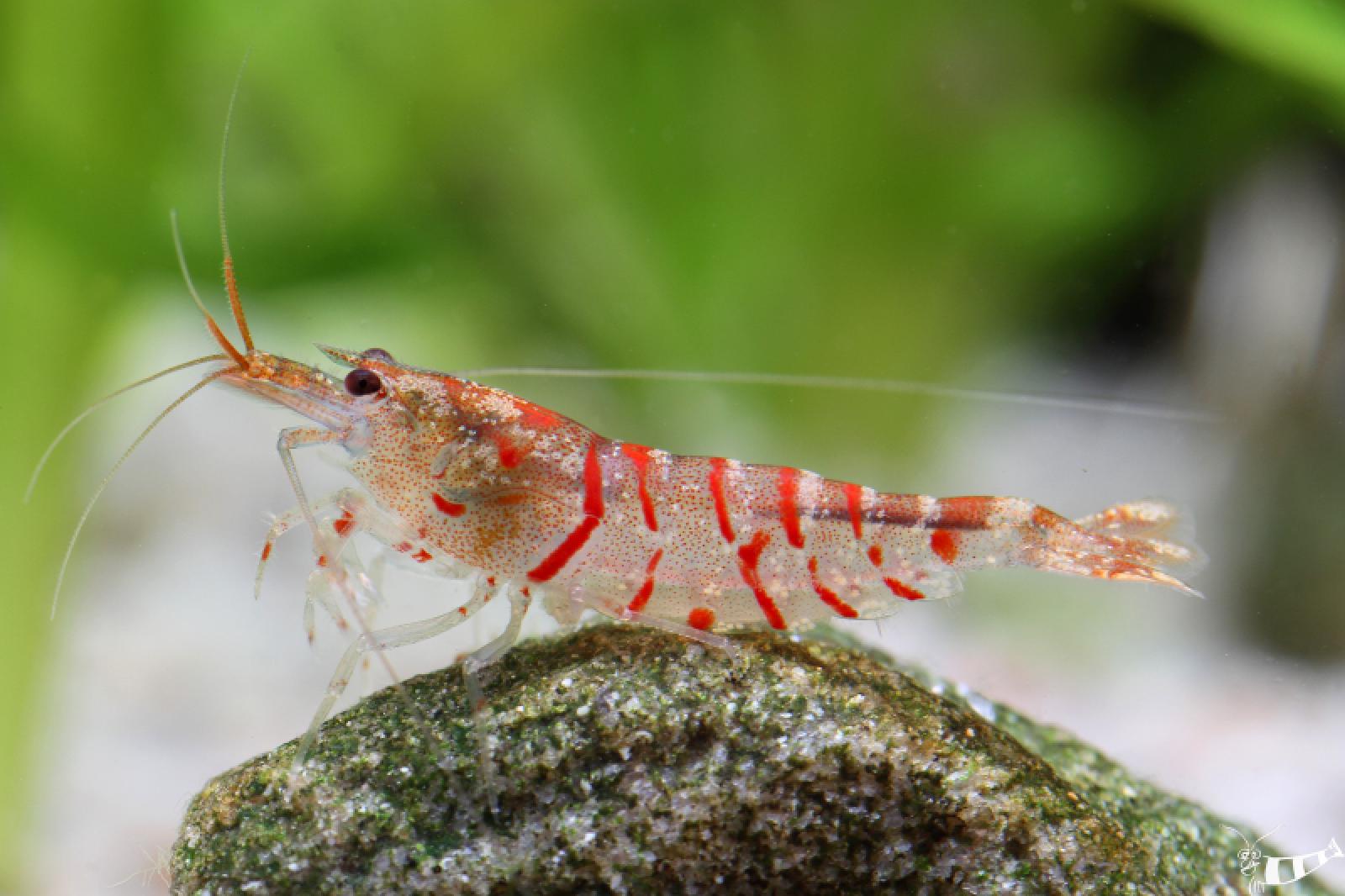 Rote Tigergarnele auf einem Stein