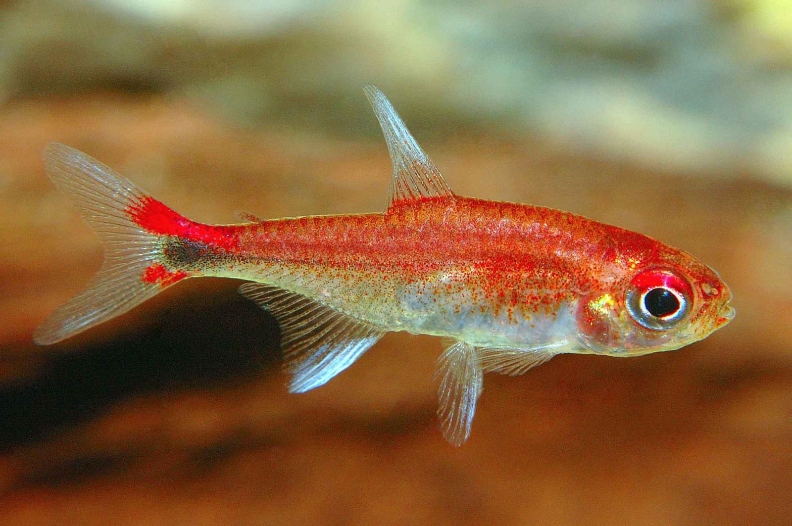 Roter Pfeffersalmler, Axelrodia riesei, ein schöner kleiner Salmler für kleine Aquarien