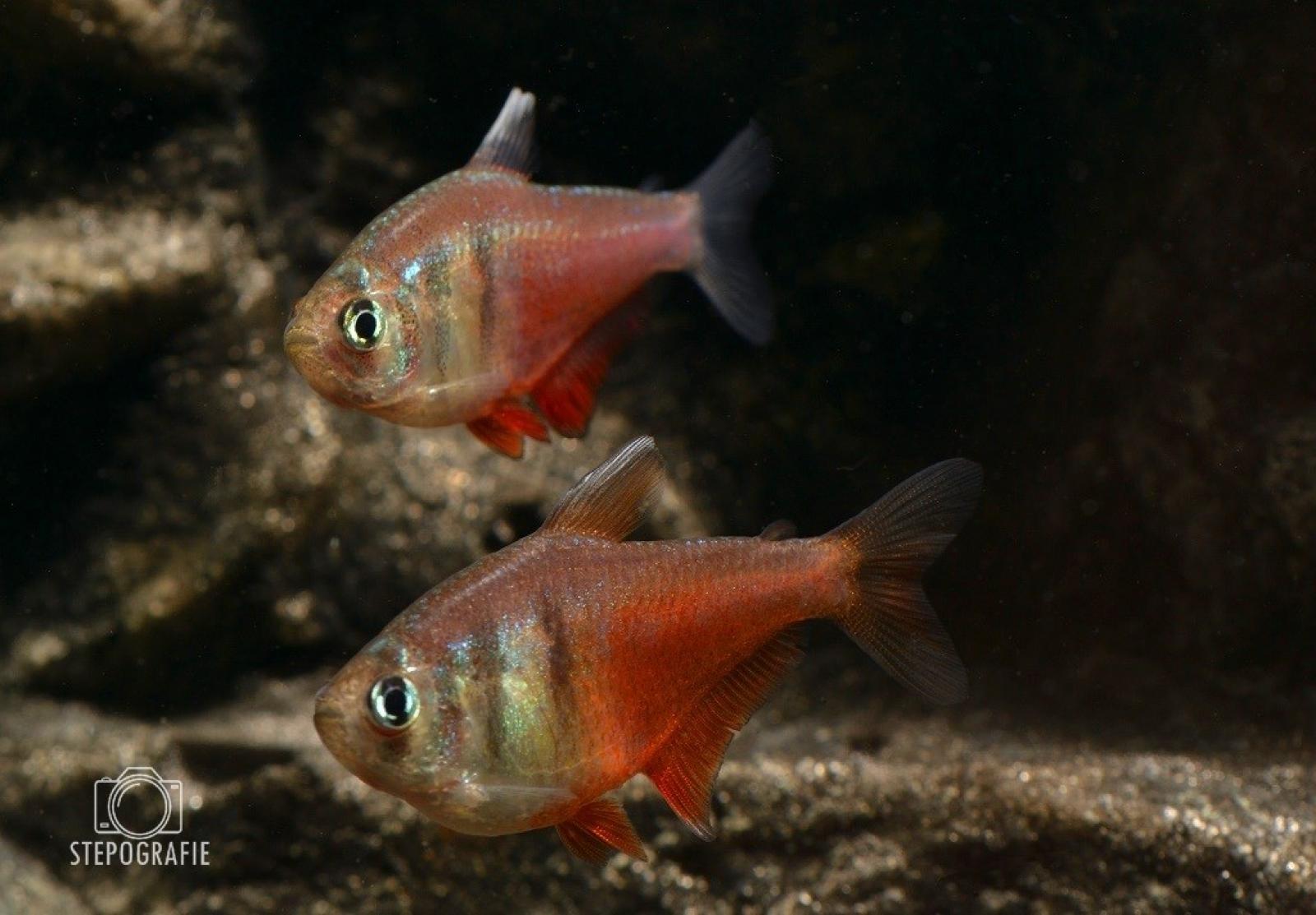 Roter von Rio, Hyphessobrycon flammeus ein friedlicher kleiner Fisch