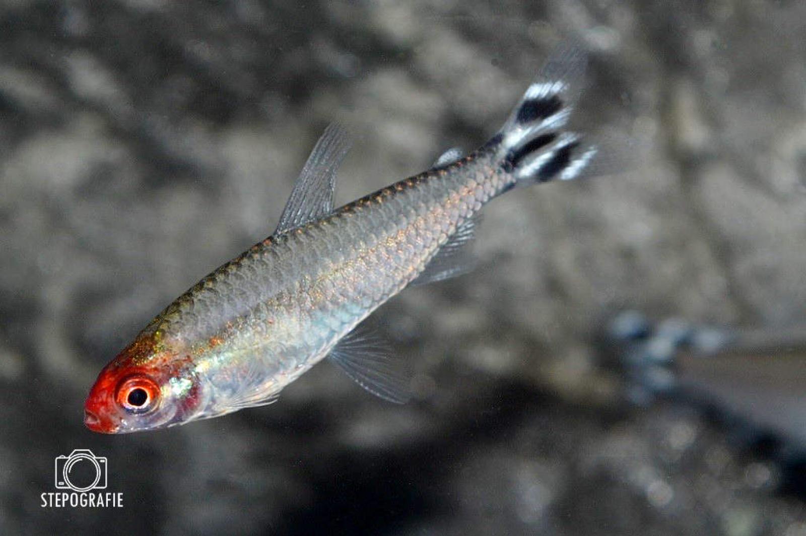Rotkopfsalmler, Hemigrammus bleher mit dem roten Kopf und der schönen Musterung am Schwanz