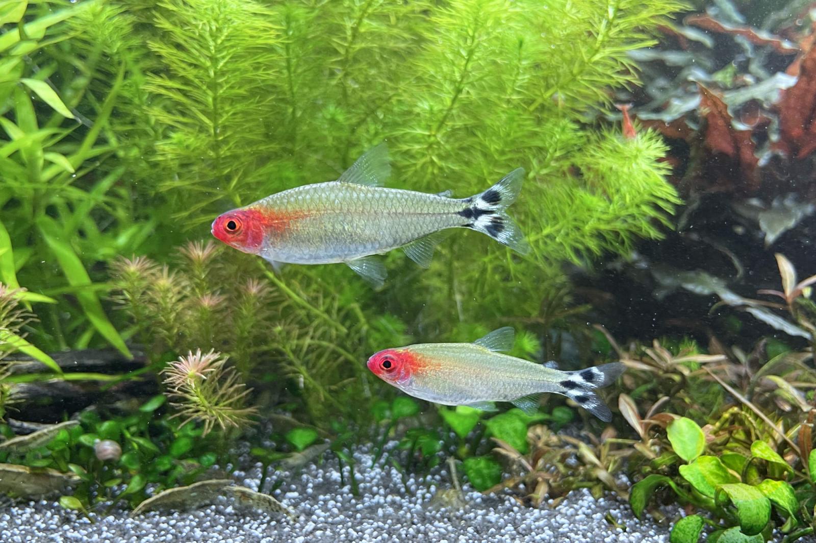 Hemigrammus bleher der Rotkopfsalmler im Aquarium