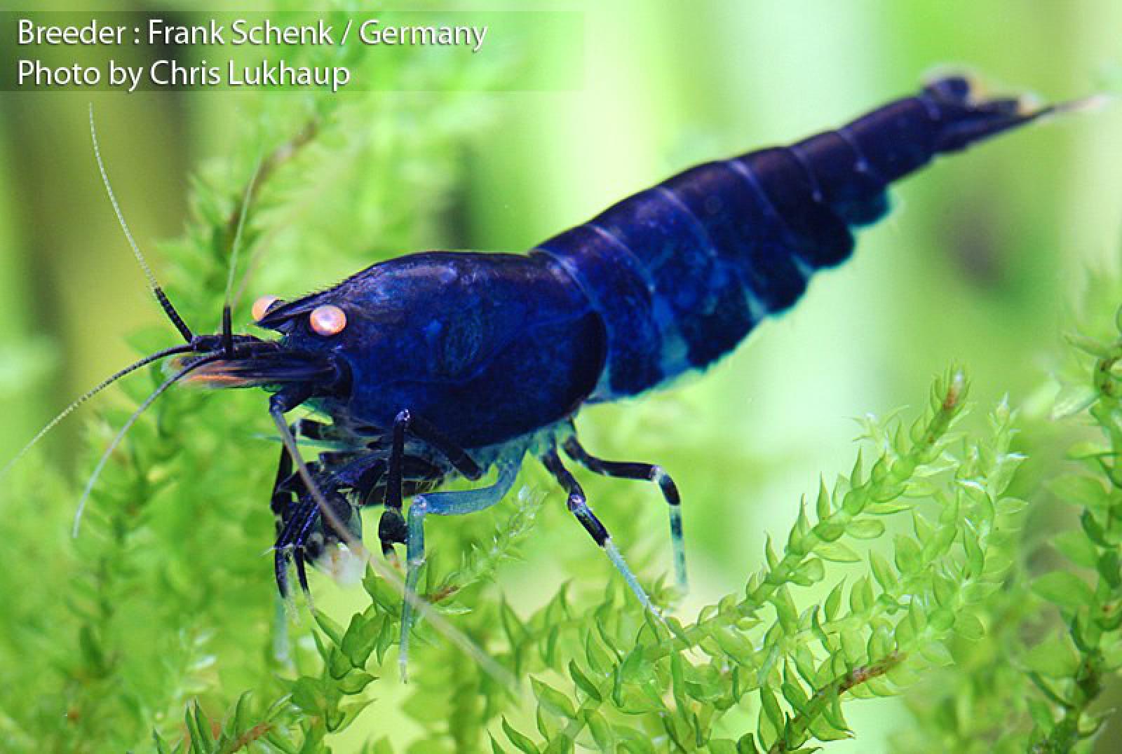 Royal Blue Tigergarnele mit sehr kräftiger Färbung