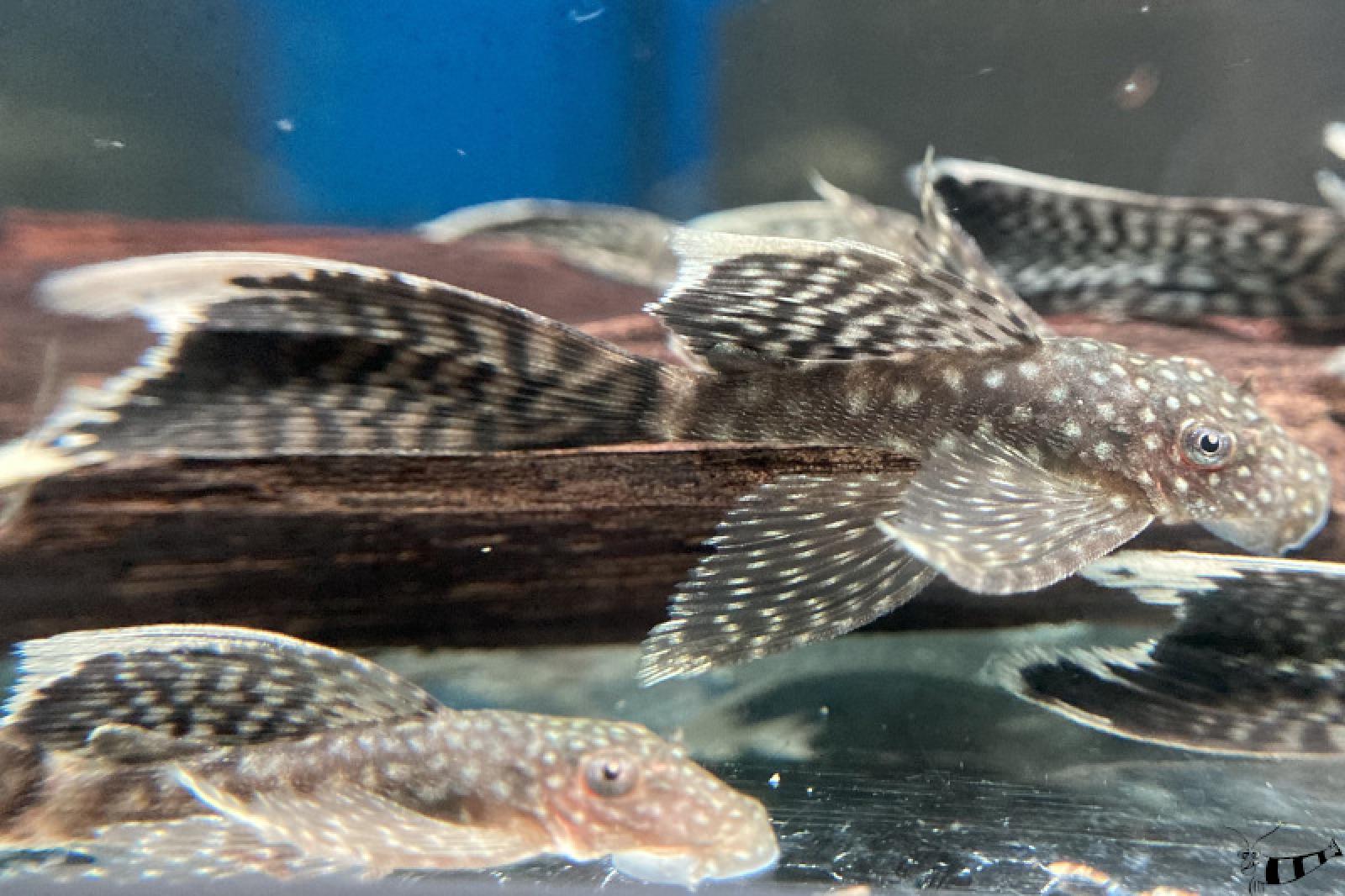 Schleier-Antennenwels - L 144 - Ancistrus sp. Schleier mit schöner Beflossung