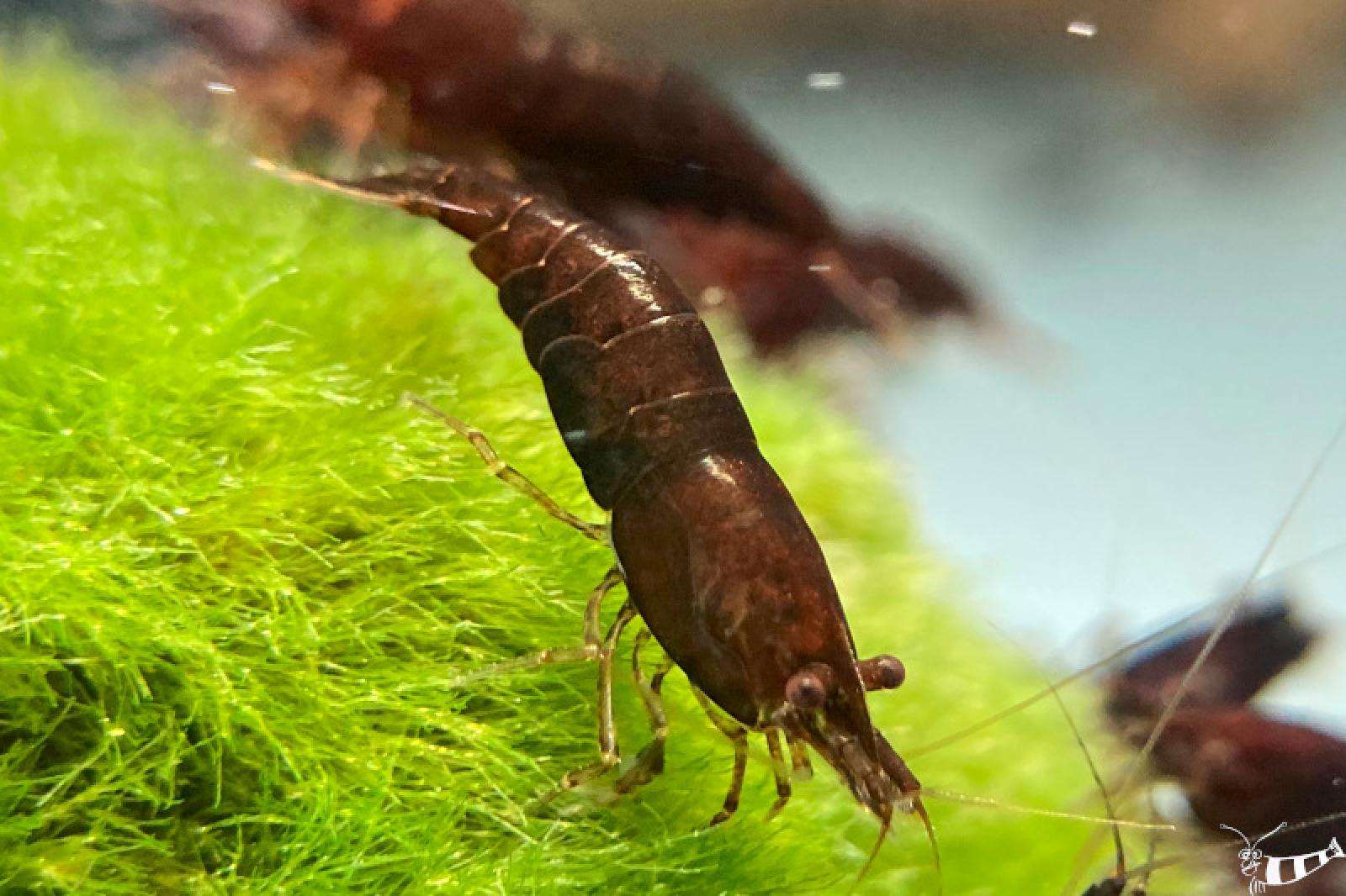 Neocaridina davidi als Schoko Farbform