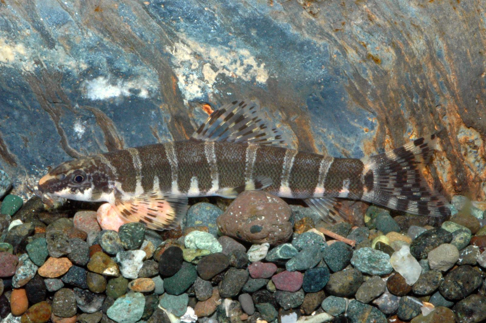Achtringe Schmerle Medusa - Serpenticobitis octozona im Aquarium