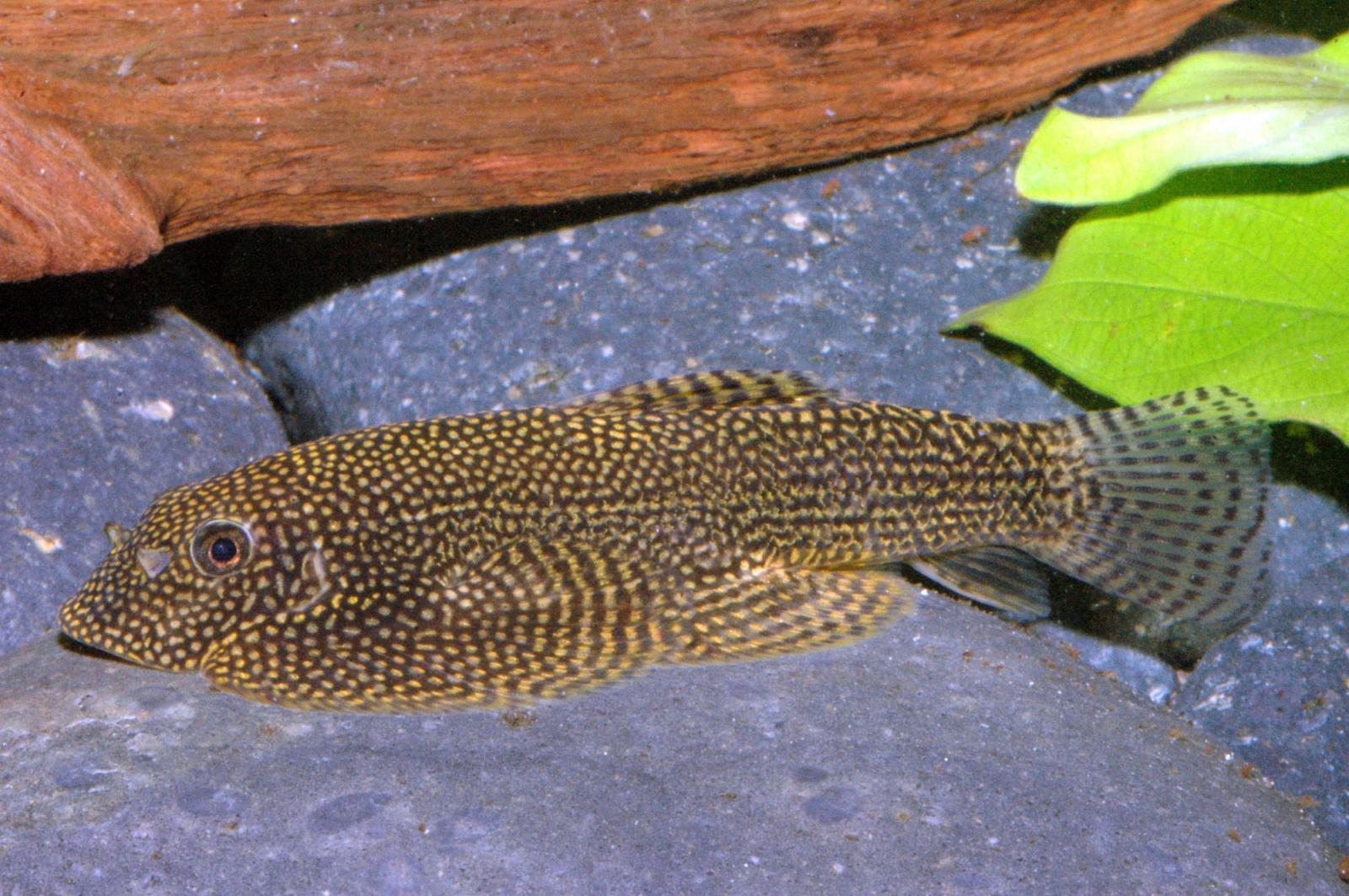 Leveretts- oder Tüpfel-Flossensauger - Beaufortia leveretti auf einem Stein
