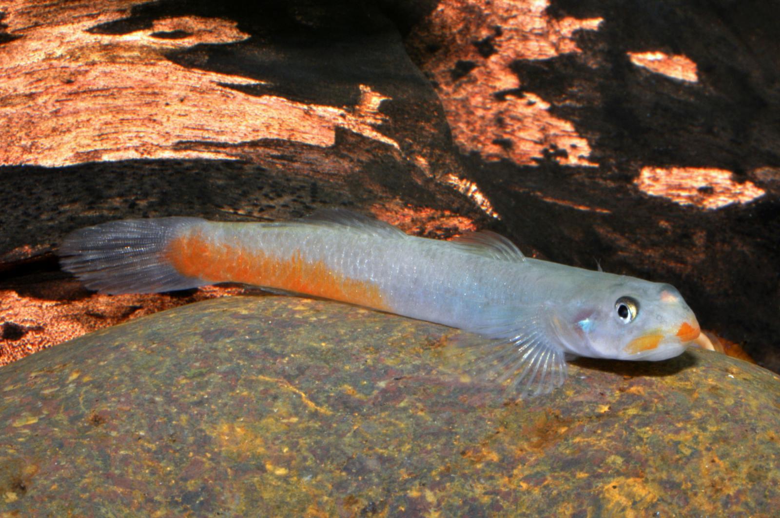Lippenstiftgrundel - Sicyopus rubicundus, auf einem Stein