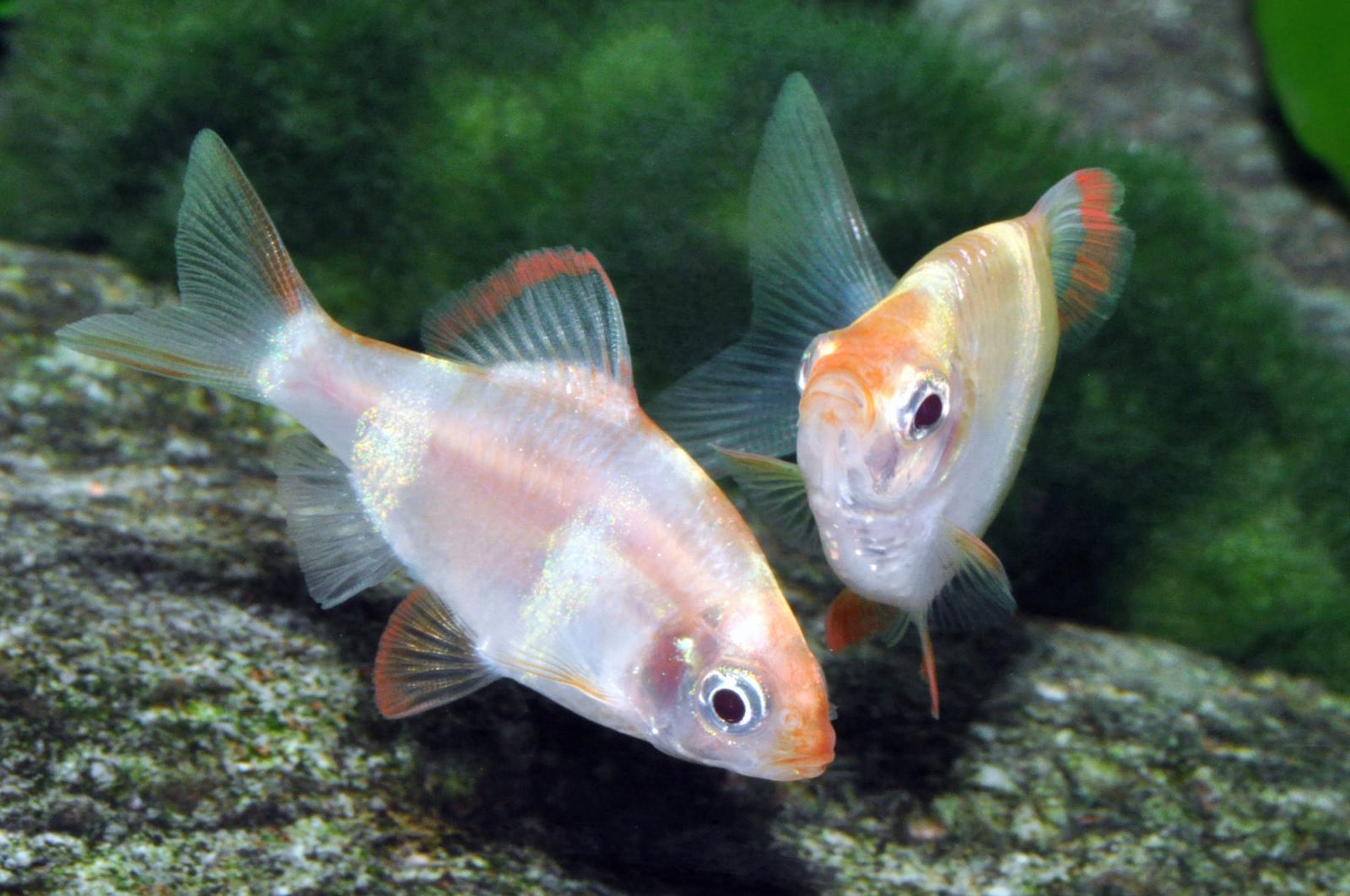 Sumatrabarbe Gold - Barbus (Puntius) tetrazona zu zweit im Aquarium