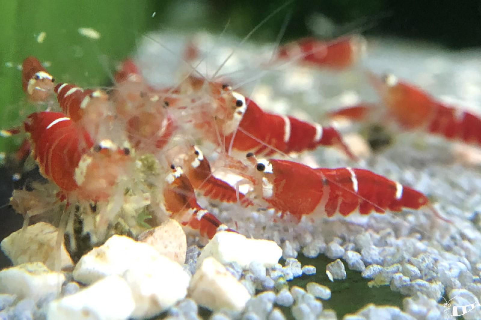 Super Crystal Red Garnele mit schönem Rot und wenig weiß