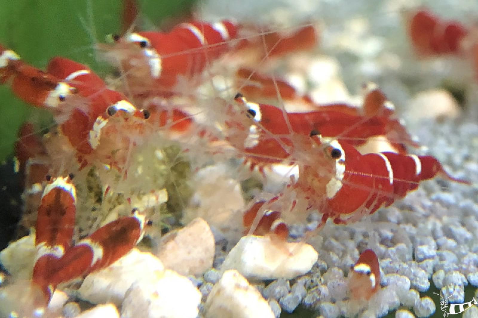 Super Crystal Red Garnele in der Gruppe