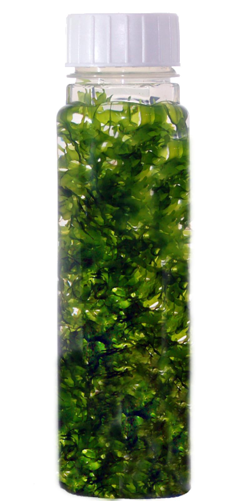 Süßwassertang - Lomariopsis lineata in der Flasche für den Versand.