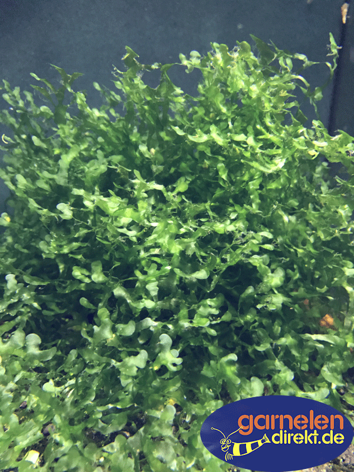 Süßwassertang - Lomariopsis lineata, im Aquarium.