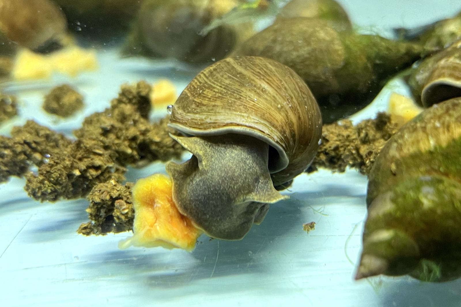 Spitzschlammschnecke - Lymnea stagnalis