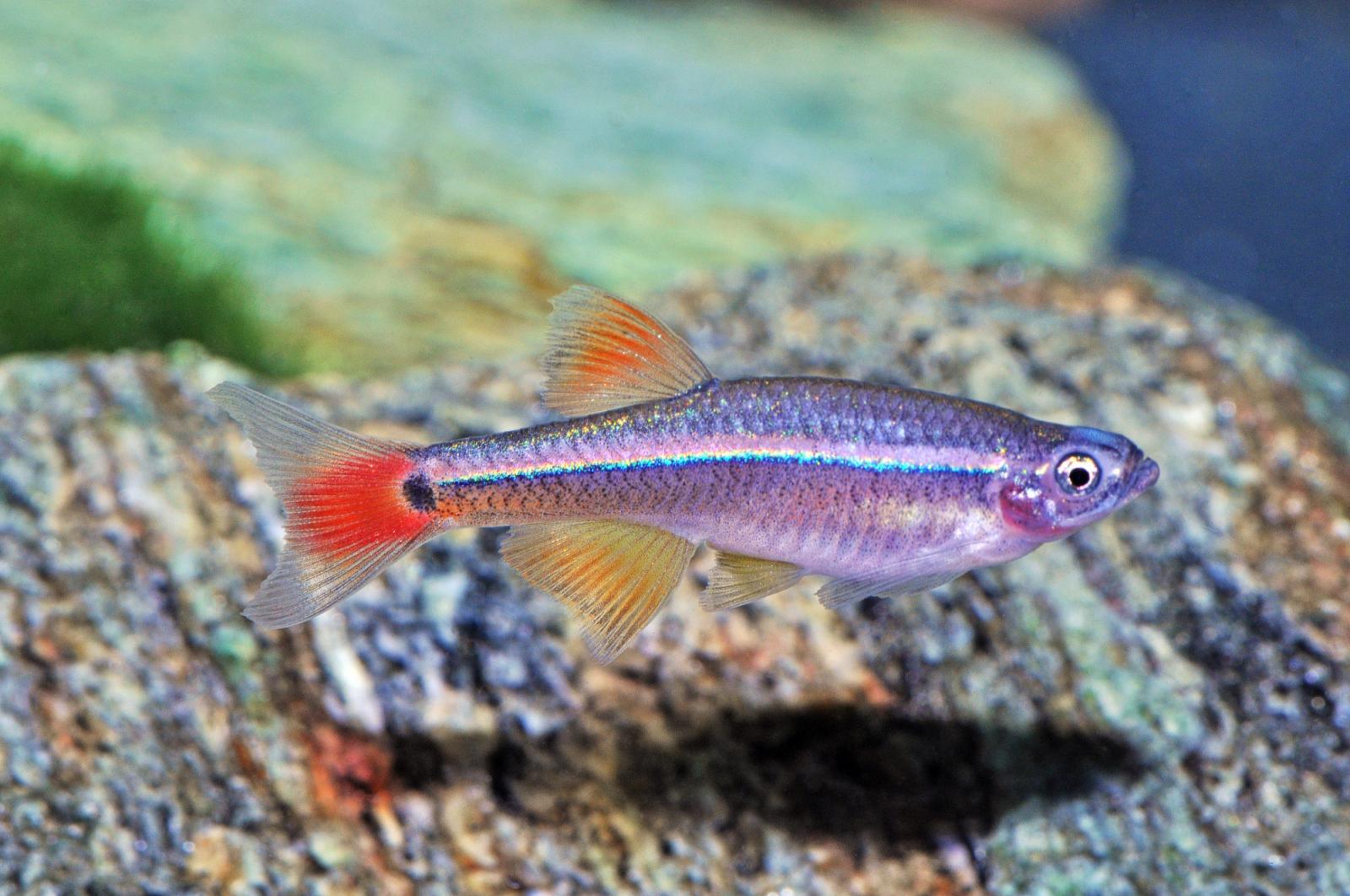 Schleierkardinal - Tanichthys albonubes long fin vor dunklem Hintergrund
