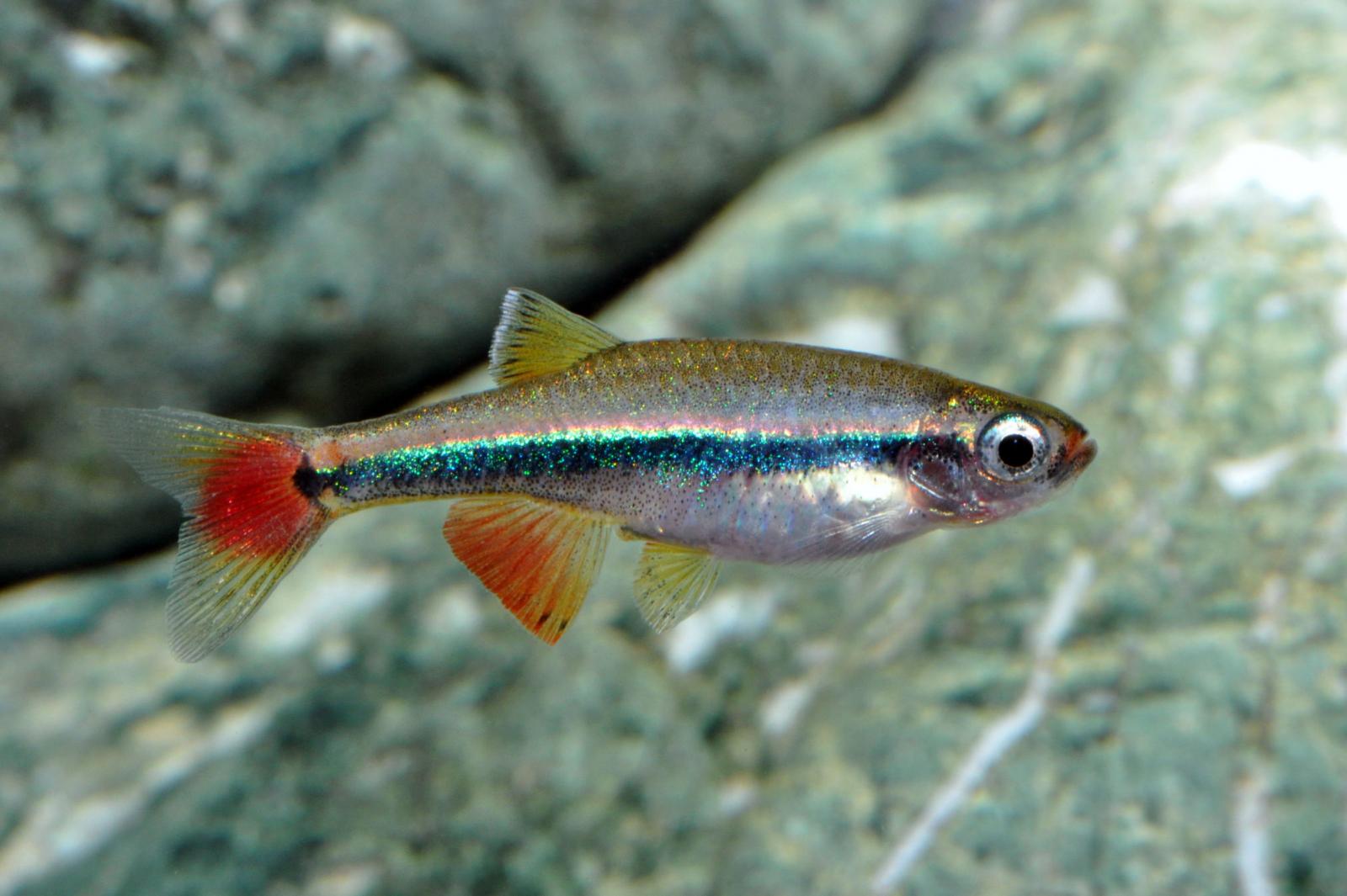 Vietnamesischer Kardinalfisch, Tanichthys micagemmae im Aquarium