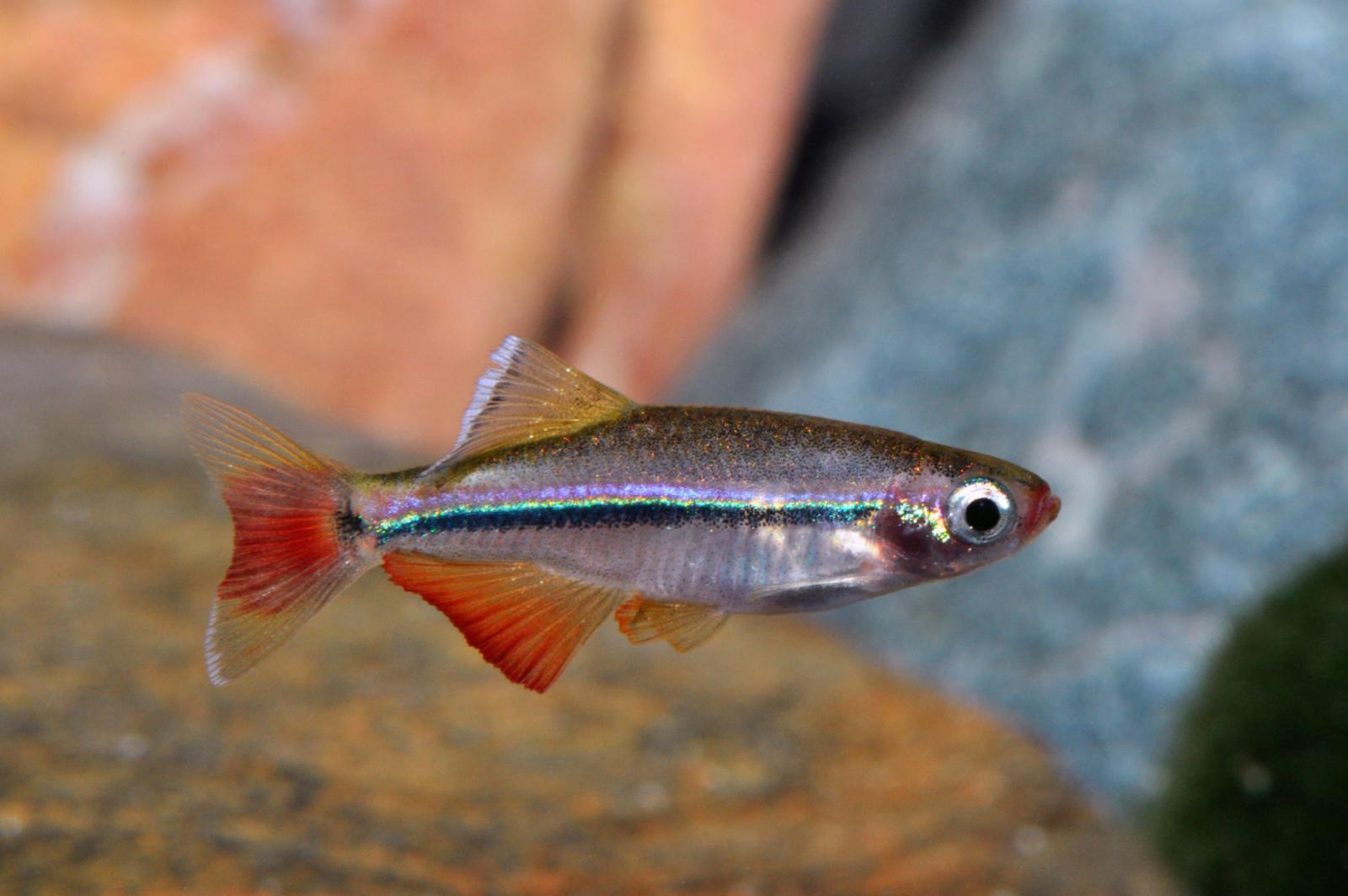 Tanichthys micagemmae, der Vietnamesische Kardinalfisch von der Seite