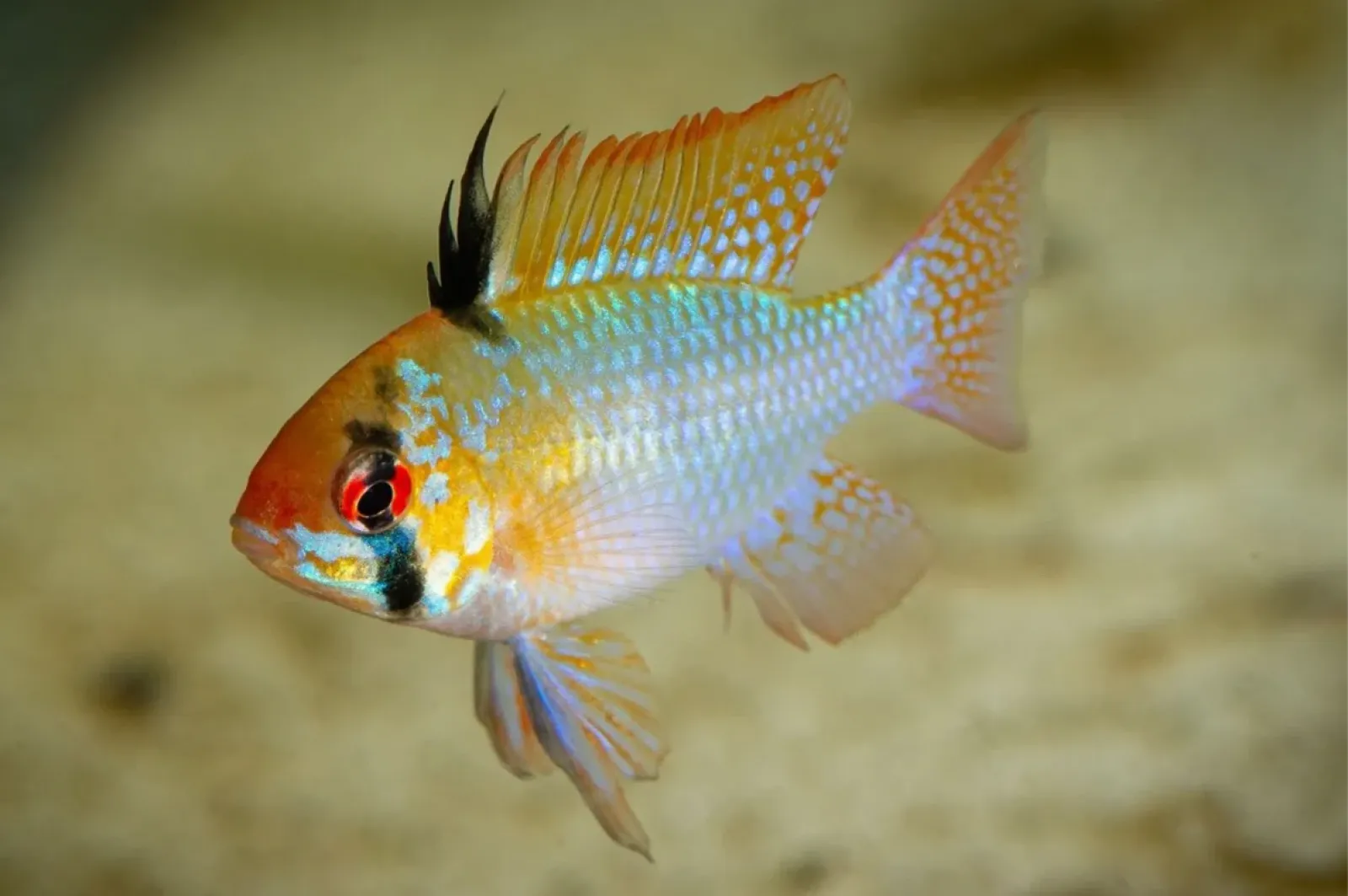Schmetterlingsbuntbarsch - Mikrogeophagus ramirezi Männchen im Aquarium