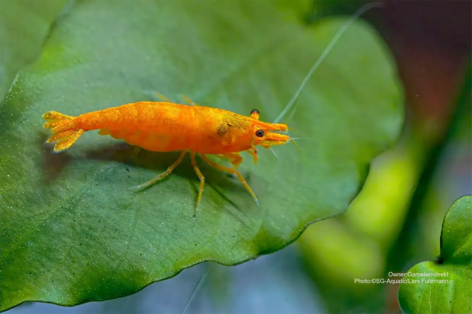 Blood Sunkist Neocaridina Männchen und Weibchen