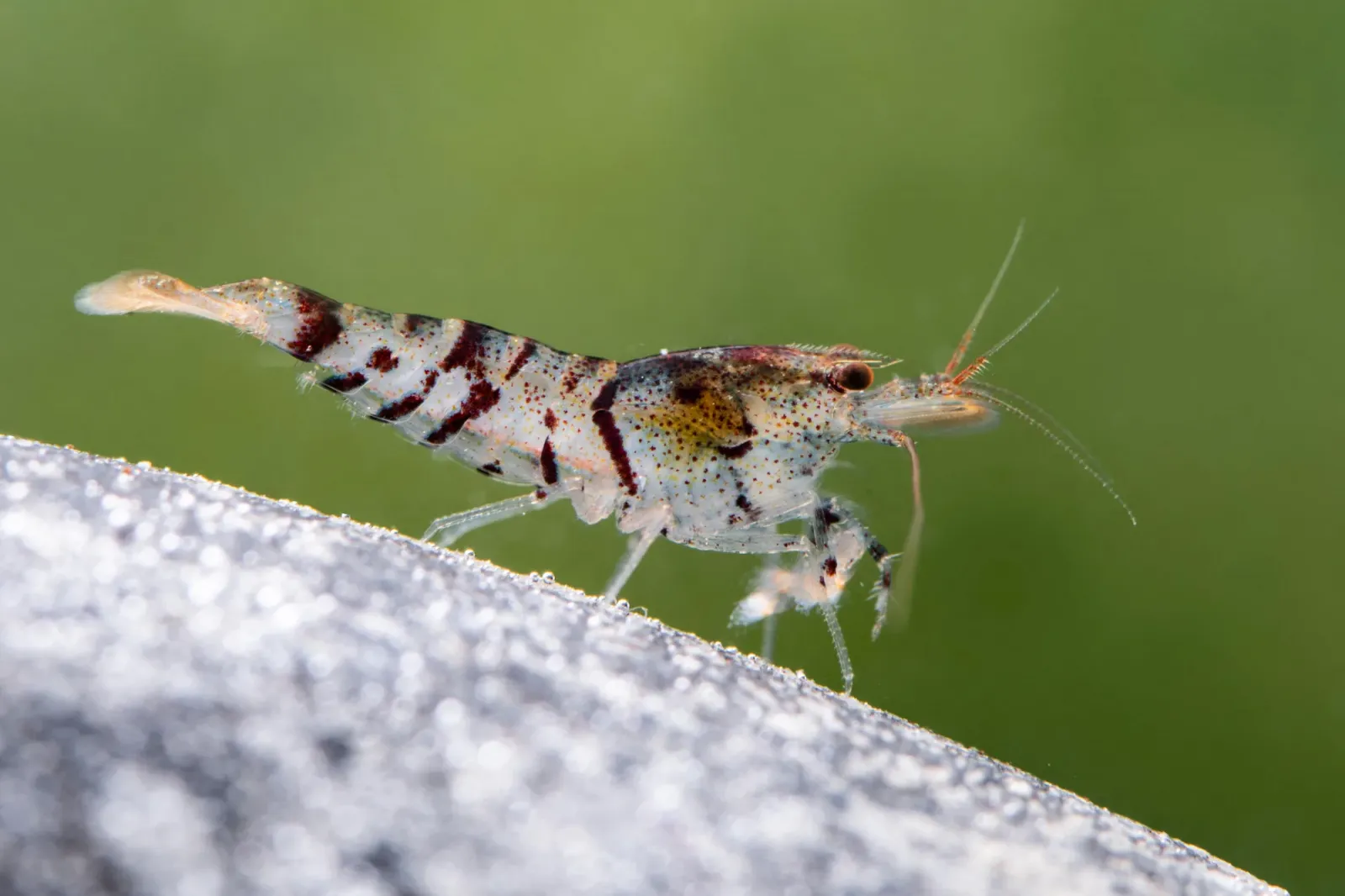 Tigergarnele Wildform mit der natürlichen Musterung