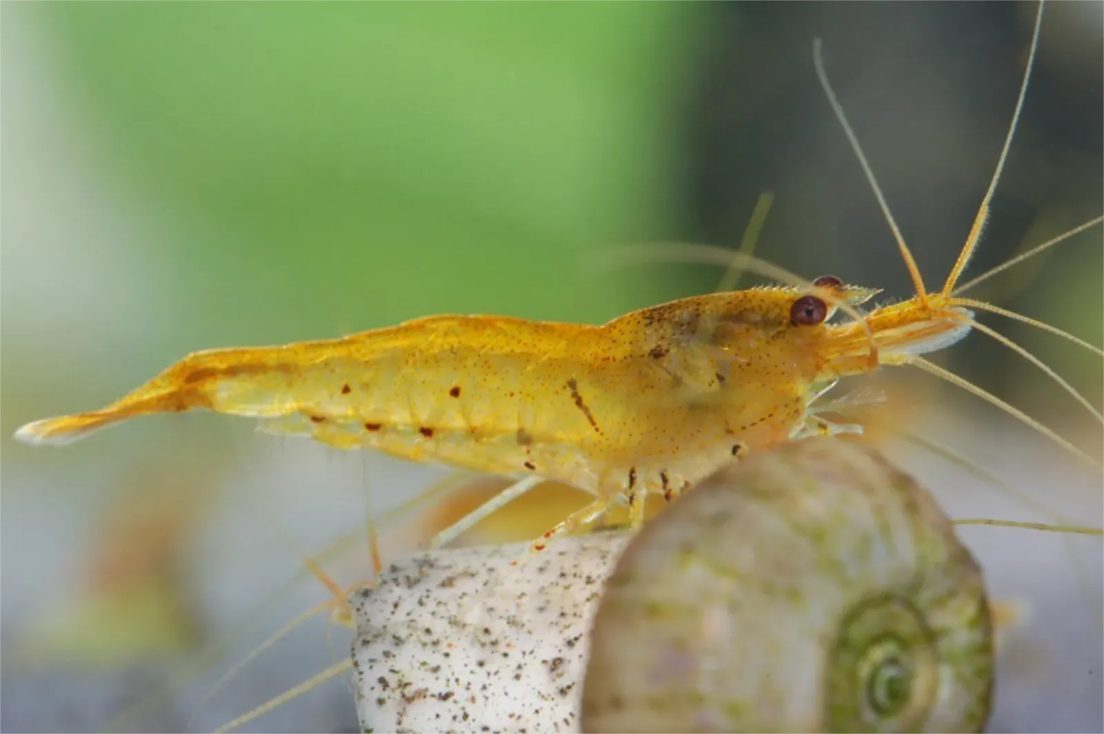 Tigergarnele, Caridina cantonensis, Tangerine auf einer Schnecke