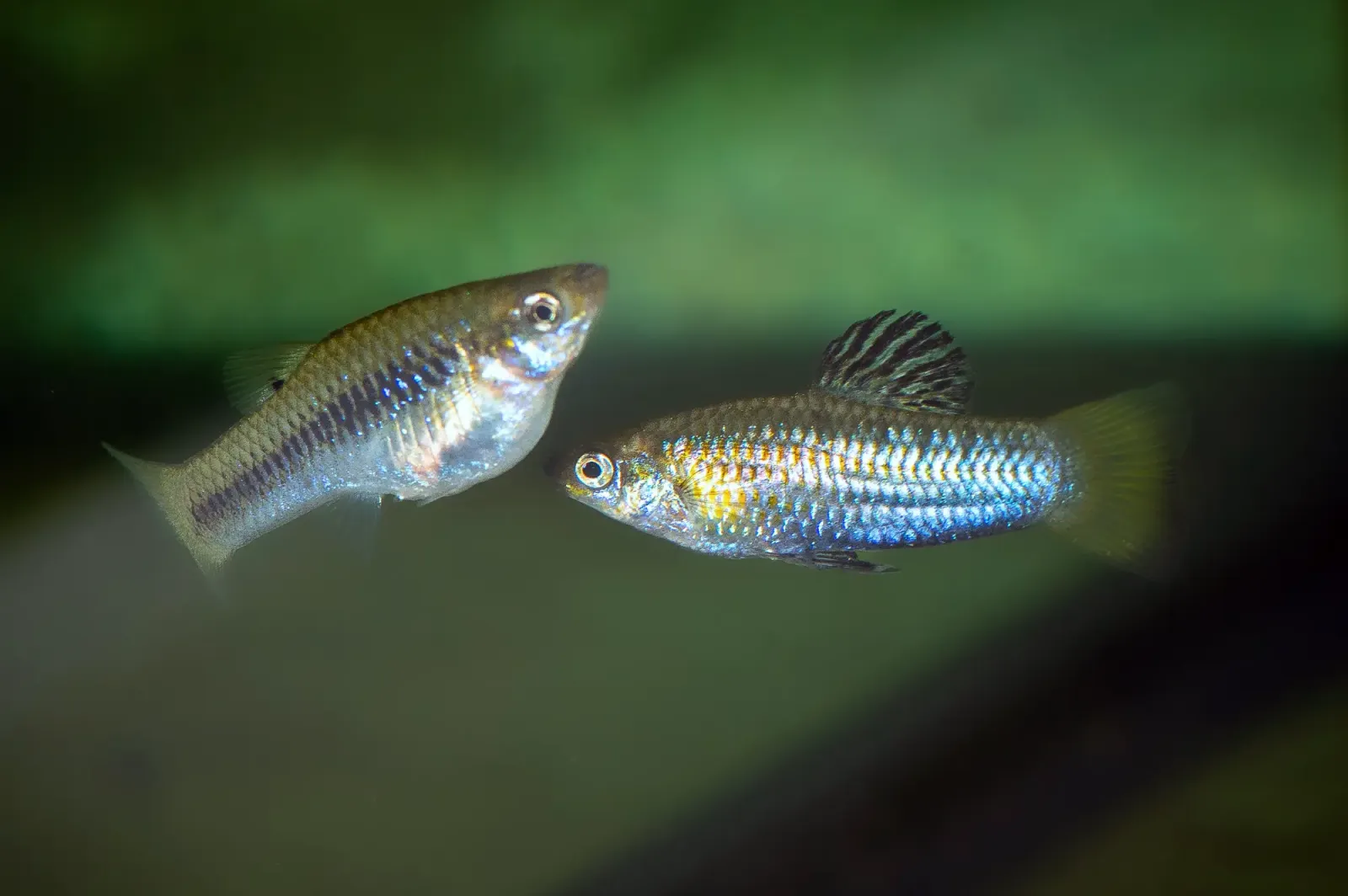 Ein Paar Perugia-Kärpflinge im Aquarium