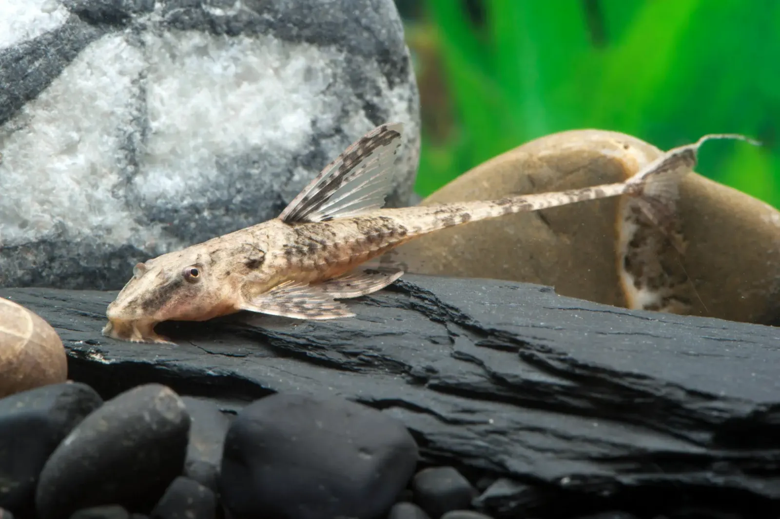 Schokoladenbrauner Hexenwels - Rineloricaria lanceolata auf einer Wurzel