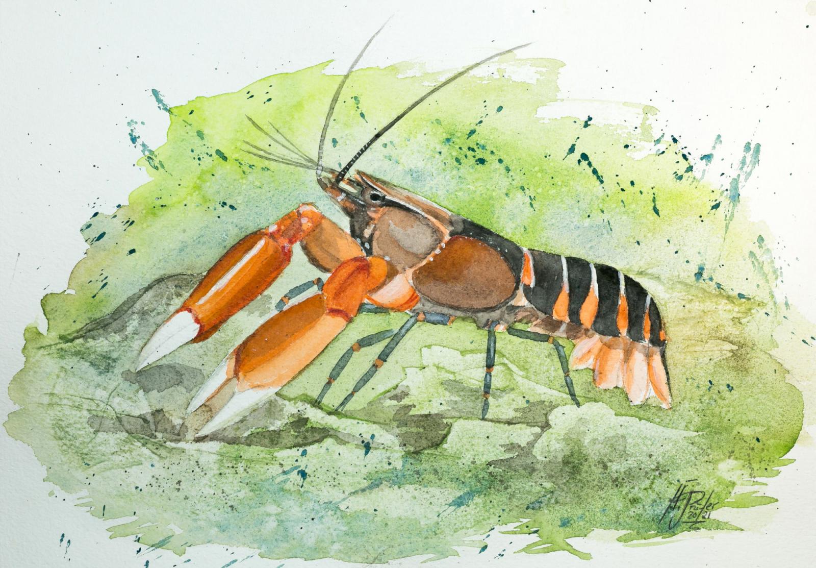 Aquarell Cherax peknyi