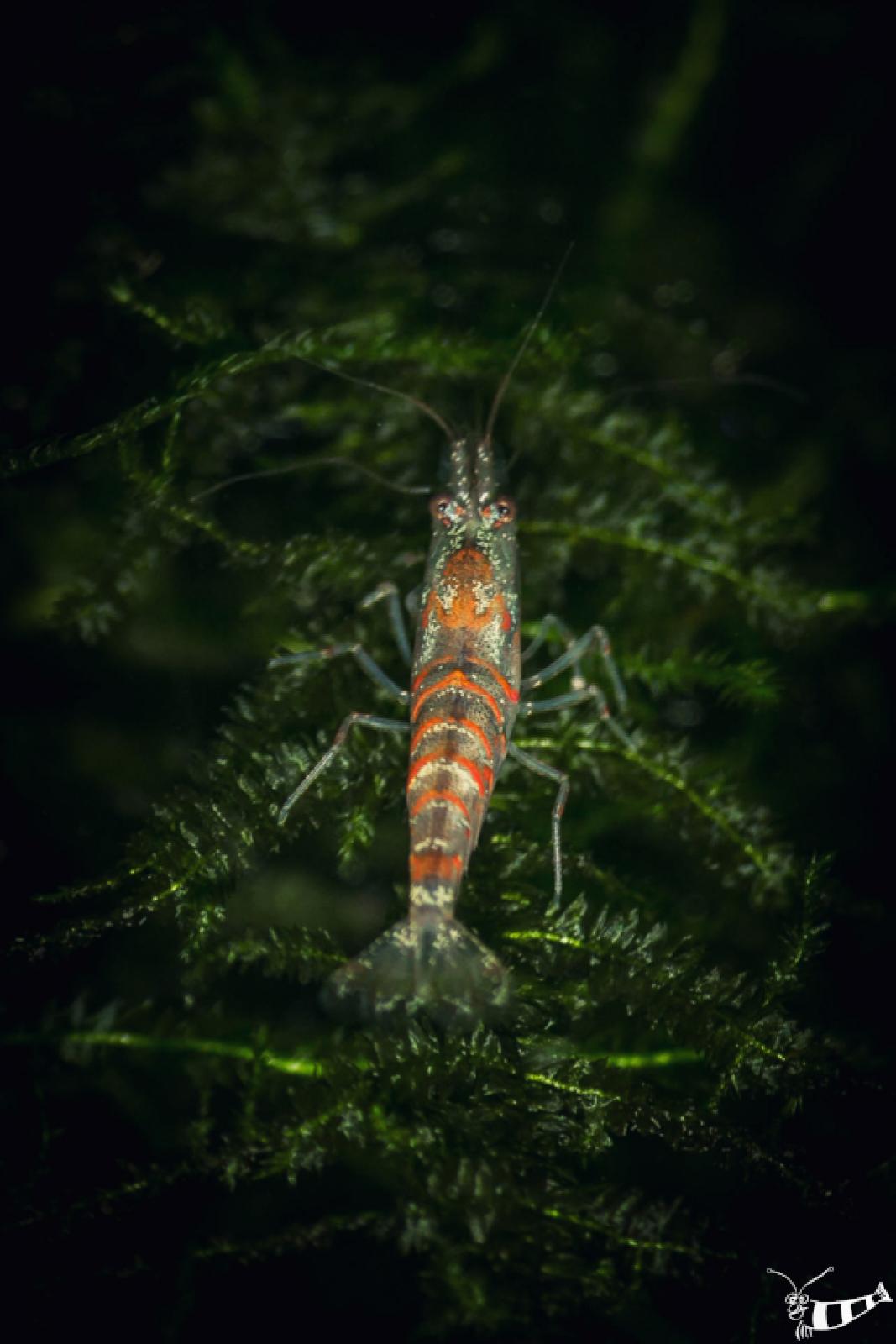 Caridina mariae als rote Farbform auf Javamoos
