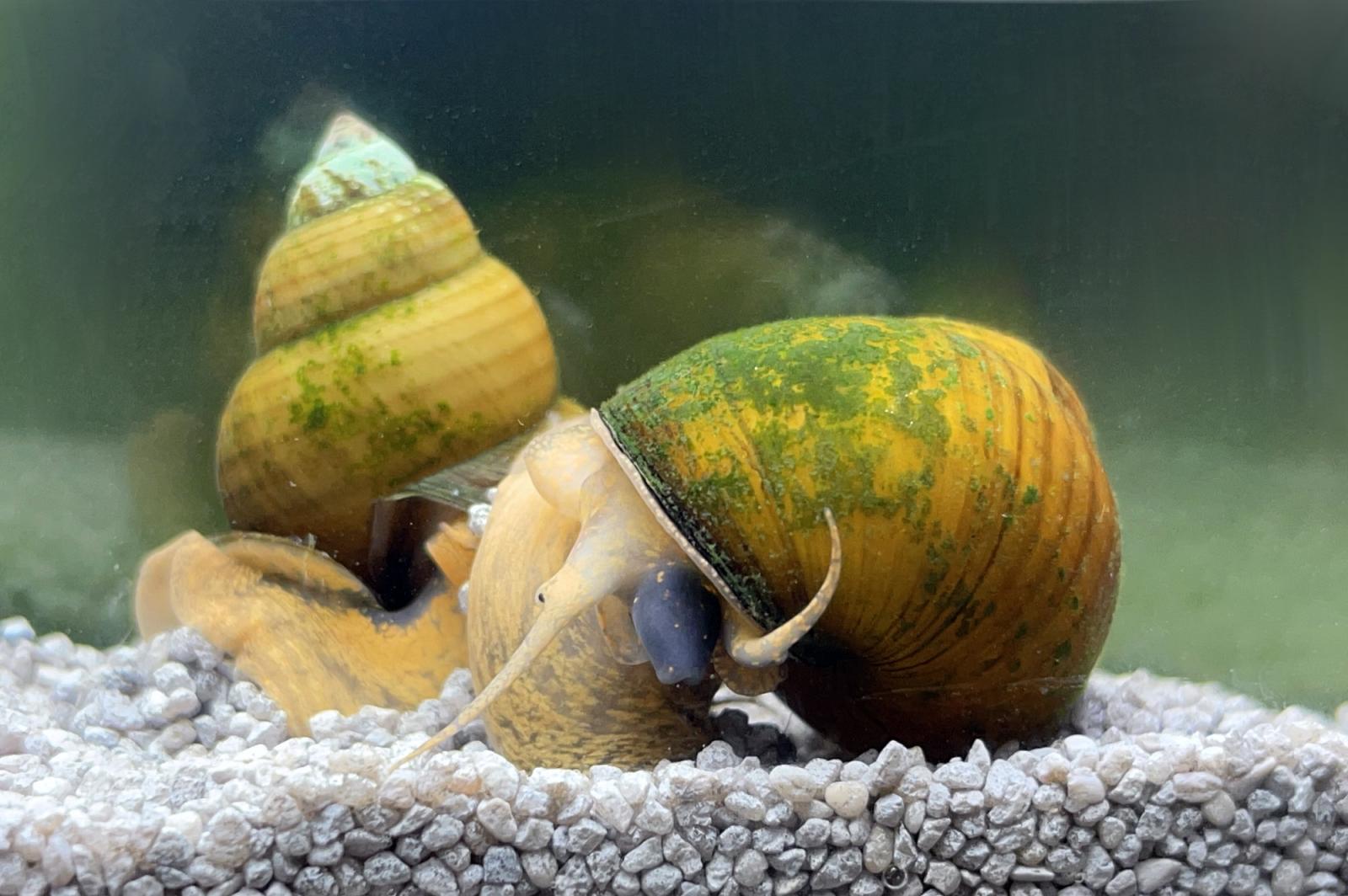 Grüne Torpedo Schnecke im Aquarium
