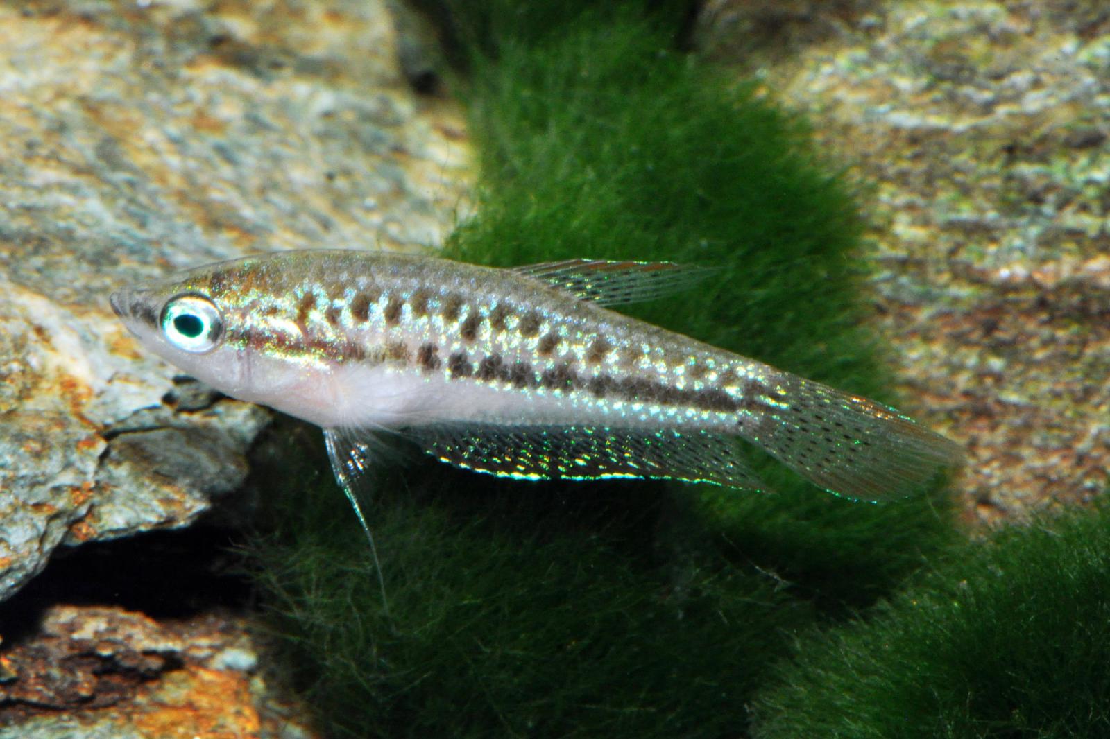 Knurrender Zwerggurami - Trichopsis pumilus, im Aquarium