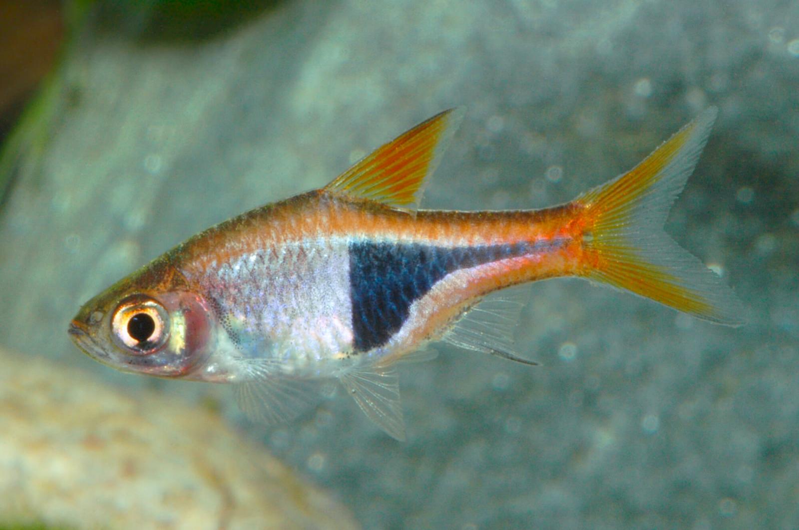 Keilfleckbarbe - Trigonostigma heteromorpha ein lebhafter kleiner Fisch