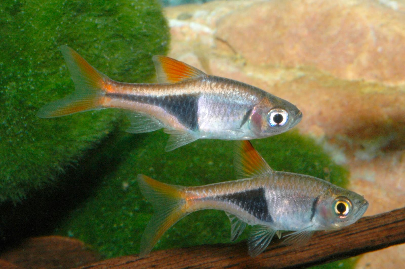 Keilfleckbarbe - Trigonostigma heteromorpha Pärchen im Aquarium