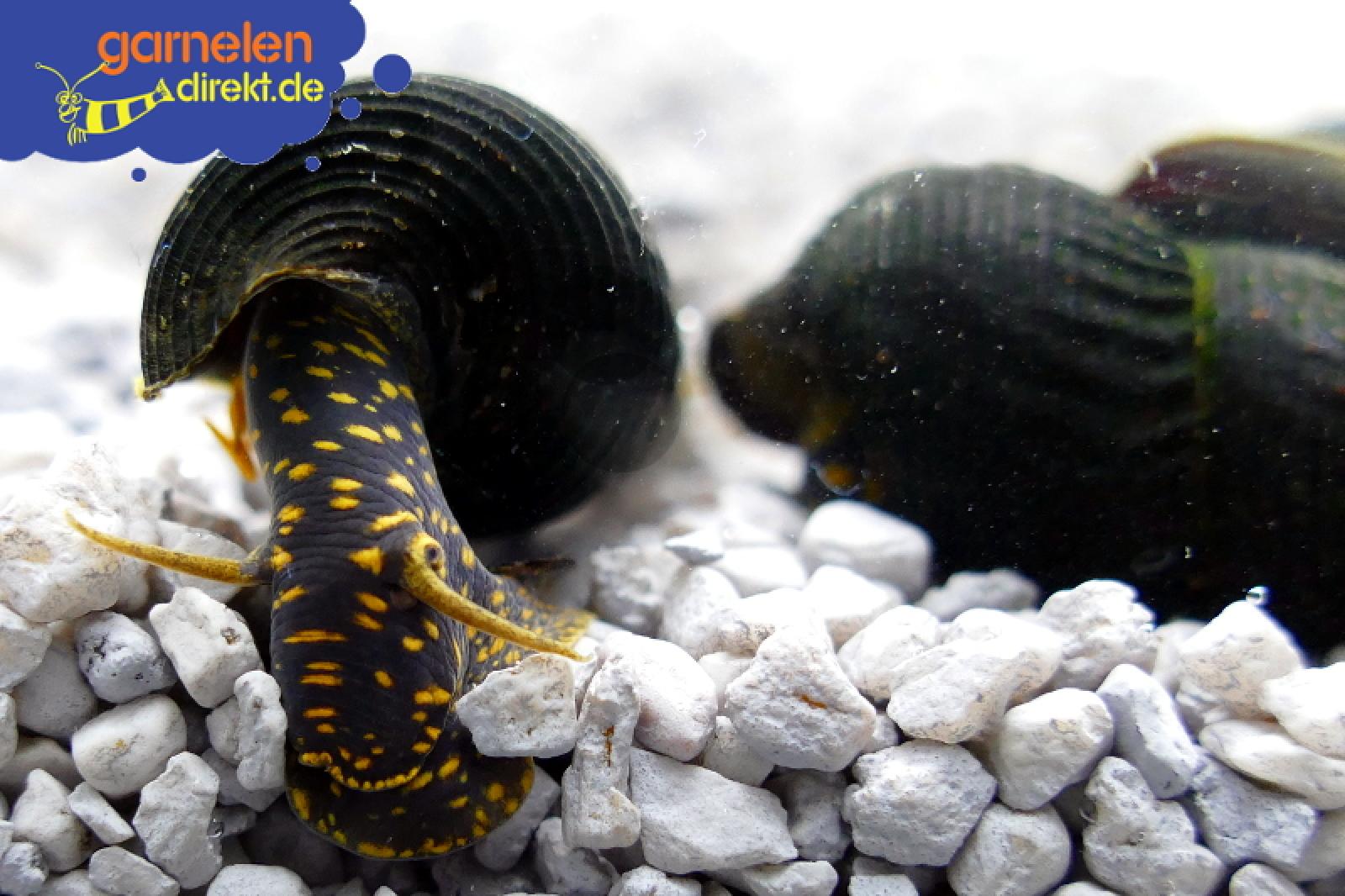 Gepunktete Felsenschnecke Tylomelania sp. yellow spotted bei der Futtersuche