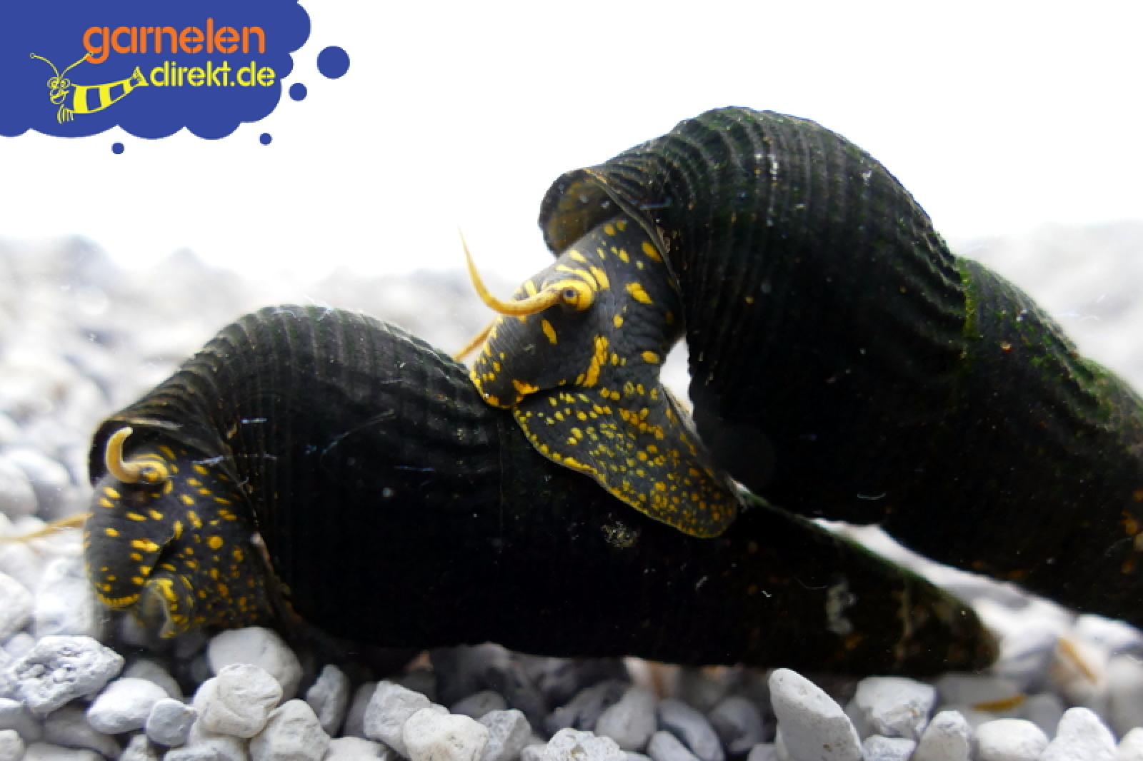 Gepunktete Felsenschnecke  läuft über eine andere Gepunktete Felsenschnecke