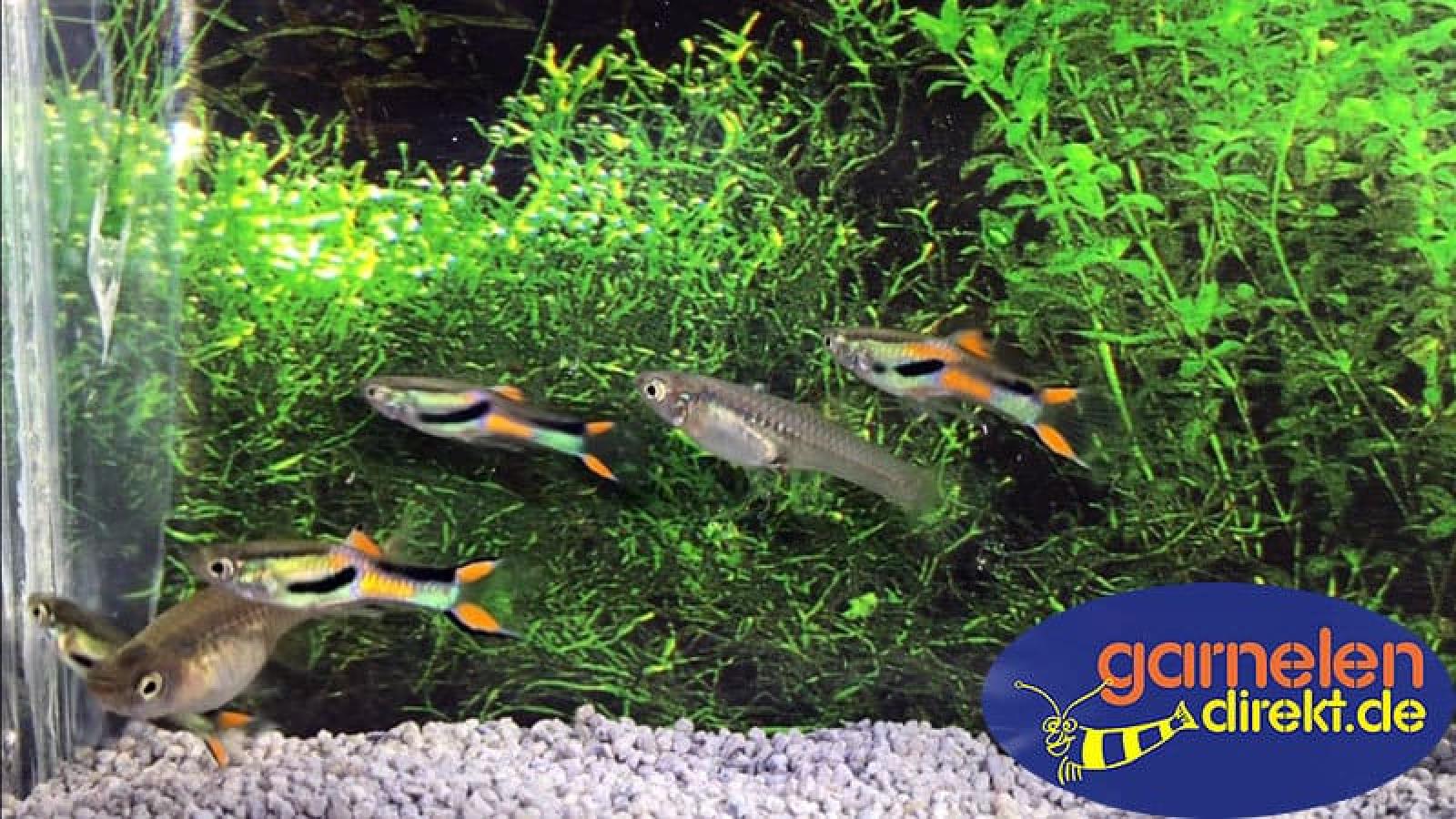 Endler Guppy Wildform - Poecilia wingei, eine kleine Gruppe im Aquarium