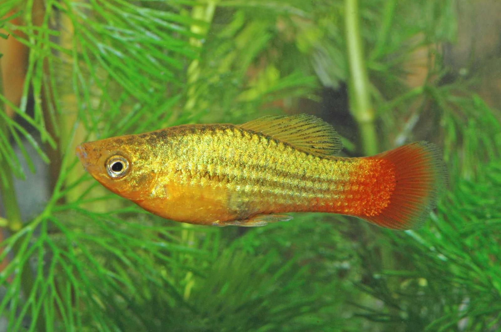 Papageien Platy - Xiphophorus variatus  vor Wasserpflanzen im Aquarium