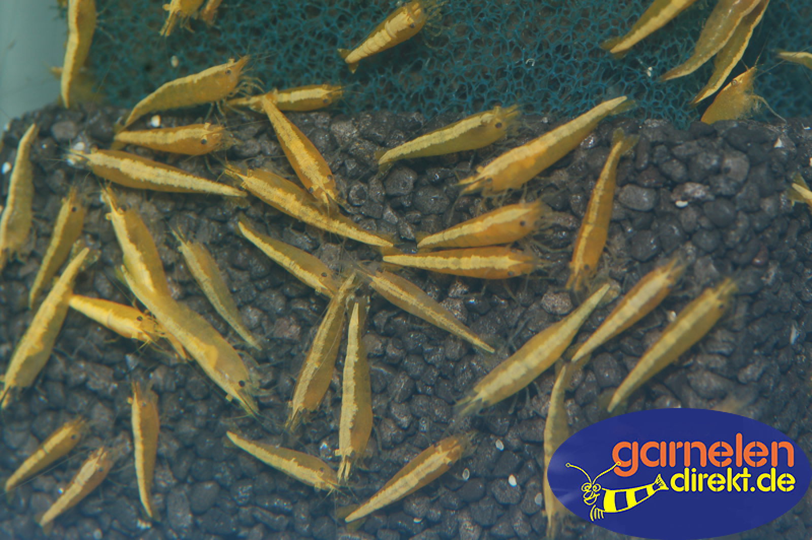Neocaridina davidi Yellow fire Neon als Gruppe