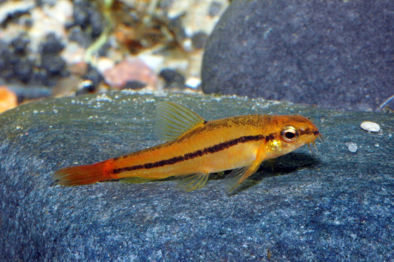 Rosy-Zwergschmerle – Petruichthys sp. rosy, Männchen im Aquarium